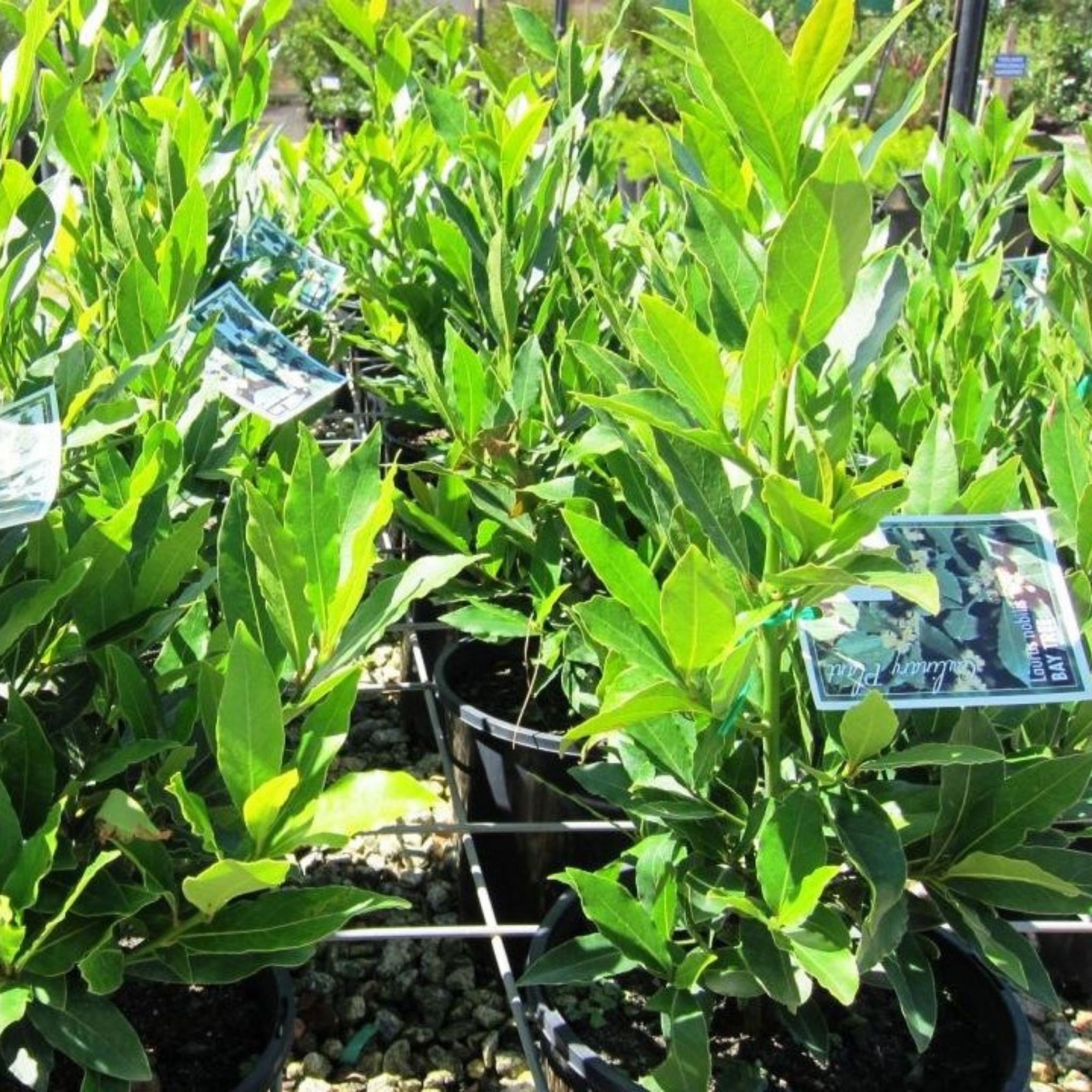 Bay Tree - Laurus nobilis Bay Laurel