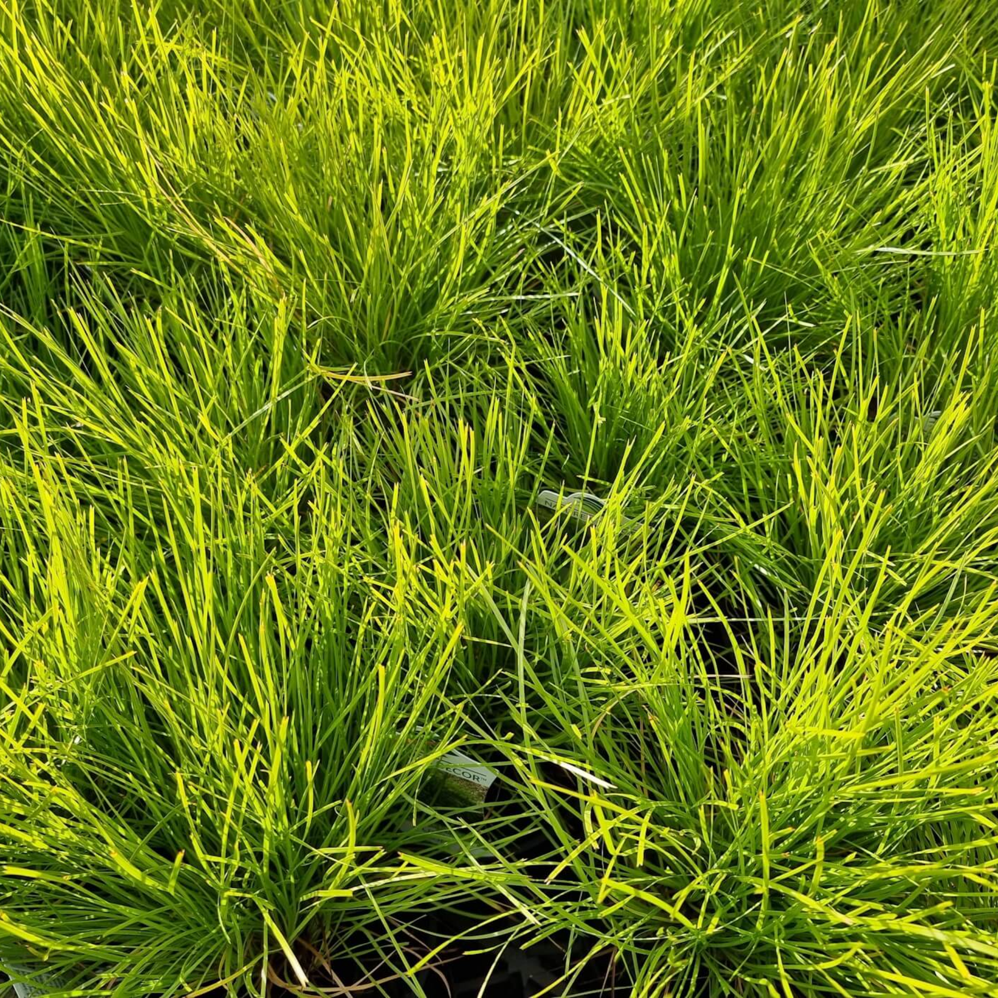 Lomandra confertifolia 'Little Con' - Mat Rush