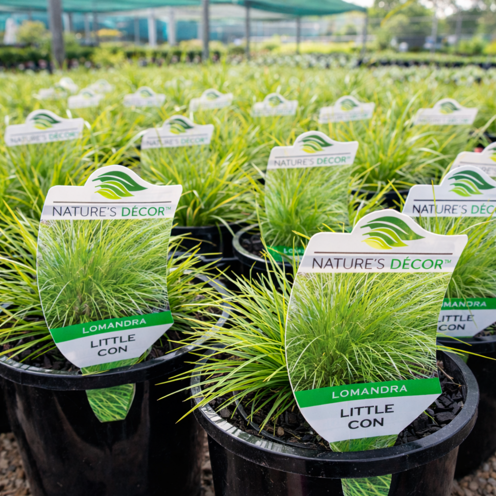 Lomandra confertifolia 'Little Con' - Mat Rush