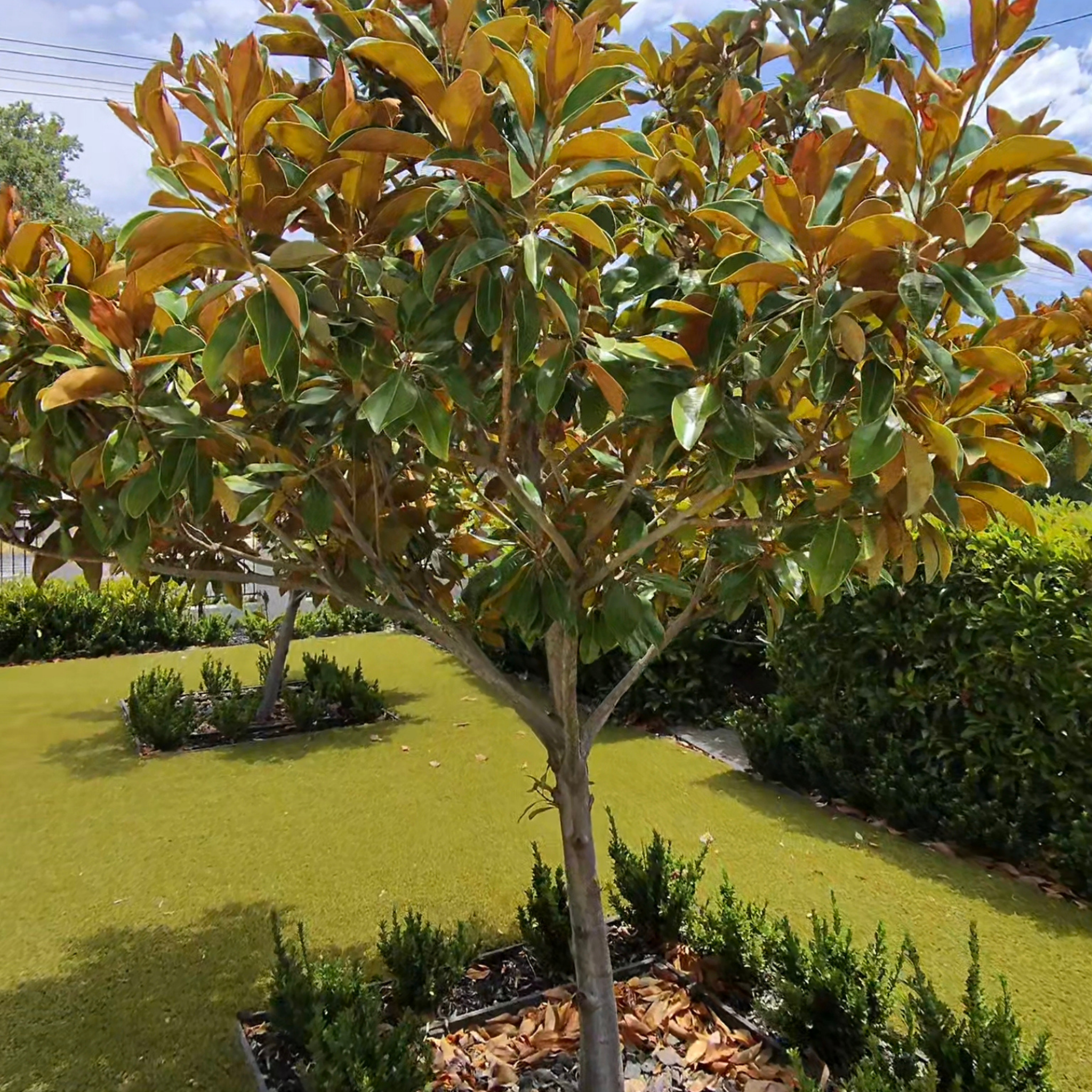 Tree with green and yellow leaves in a garden setting