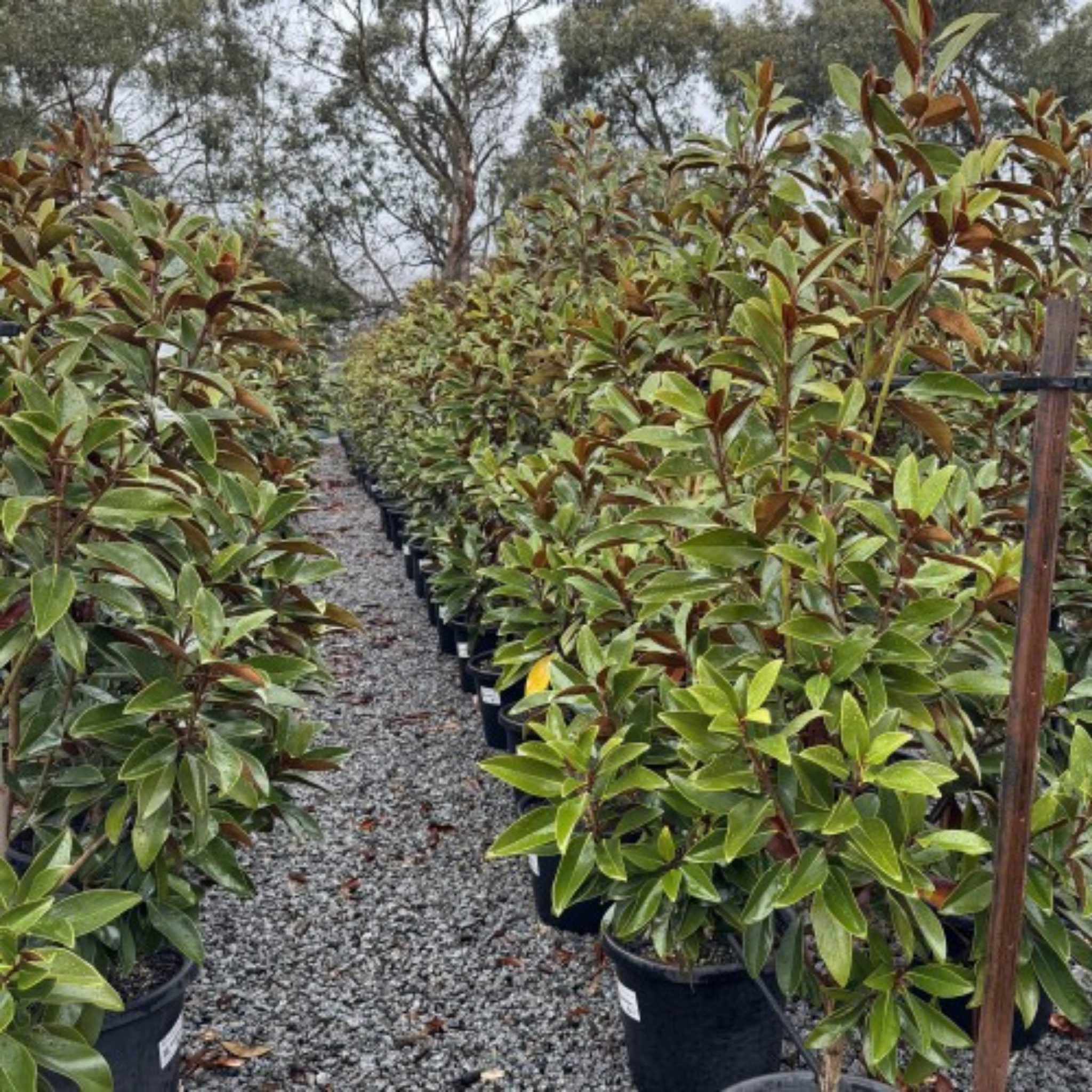 Magnolia Sweet and Neat | Southern Magnolia Full Bay Sweet N Neat