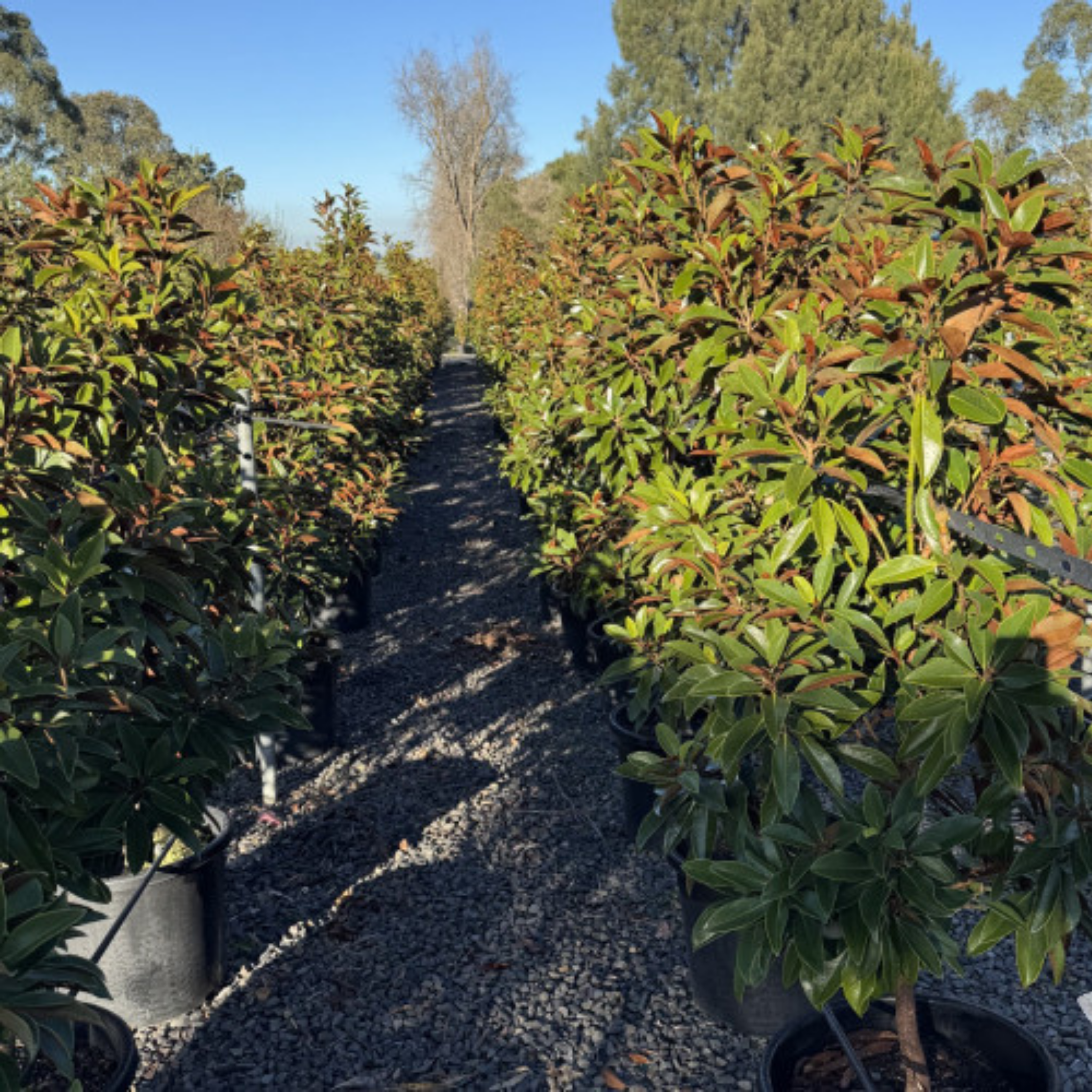 Magnolia Sweet and Neat | Southern Magnolia Full Bay Sweet N Neat