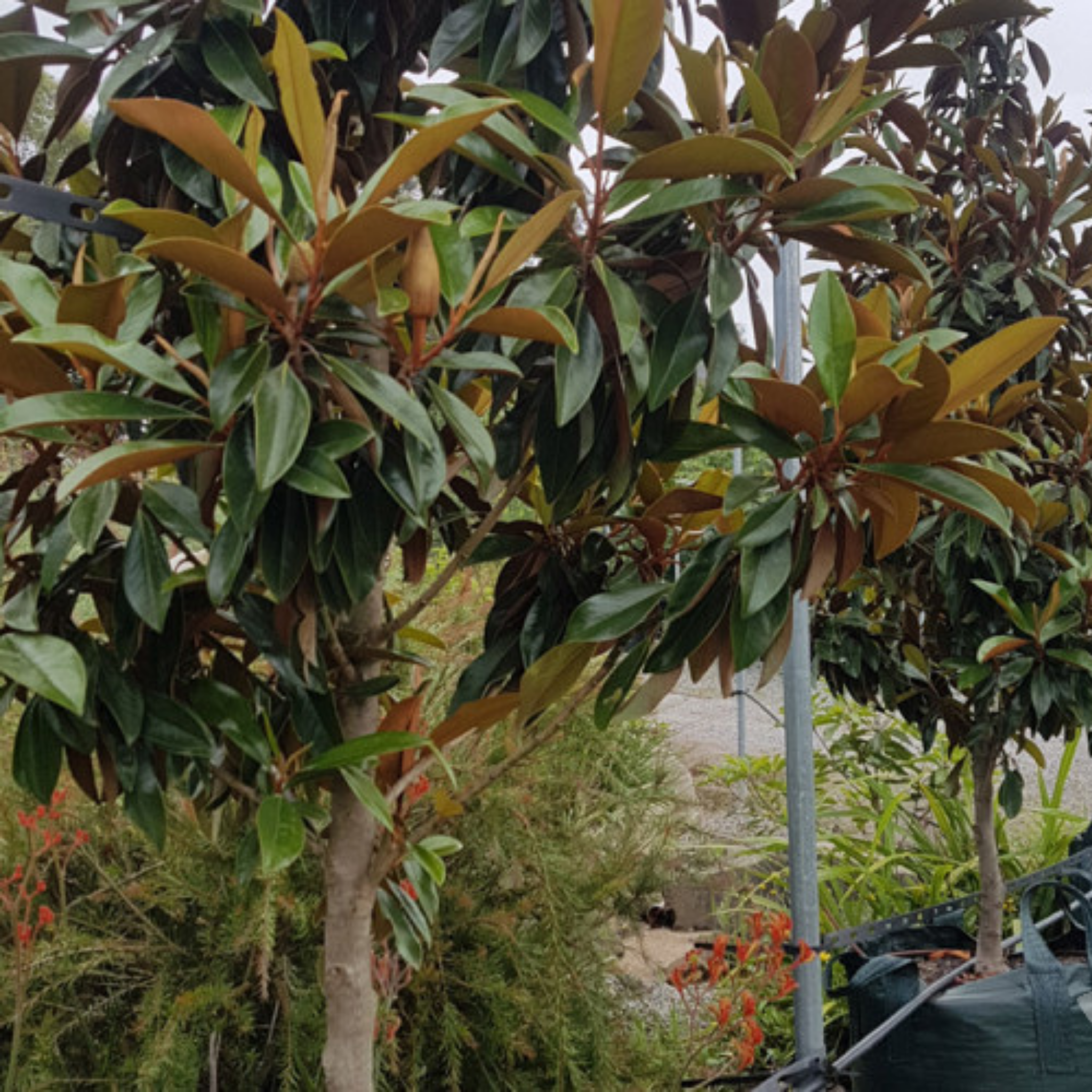 Magnolia Sweet and Neat | Southern Magnolia Full Bay Sweet N Neat