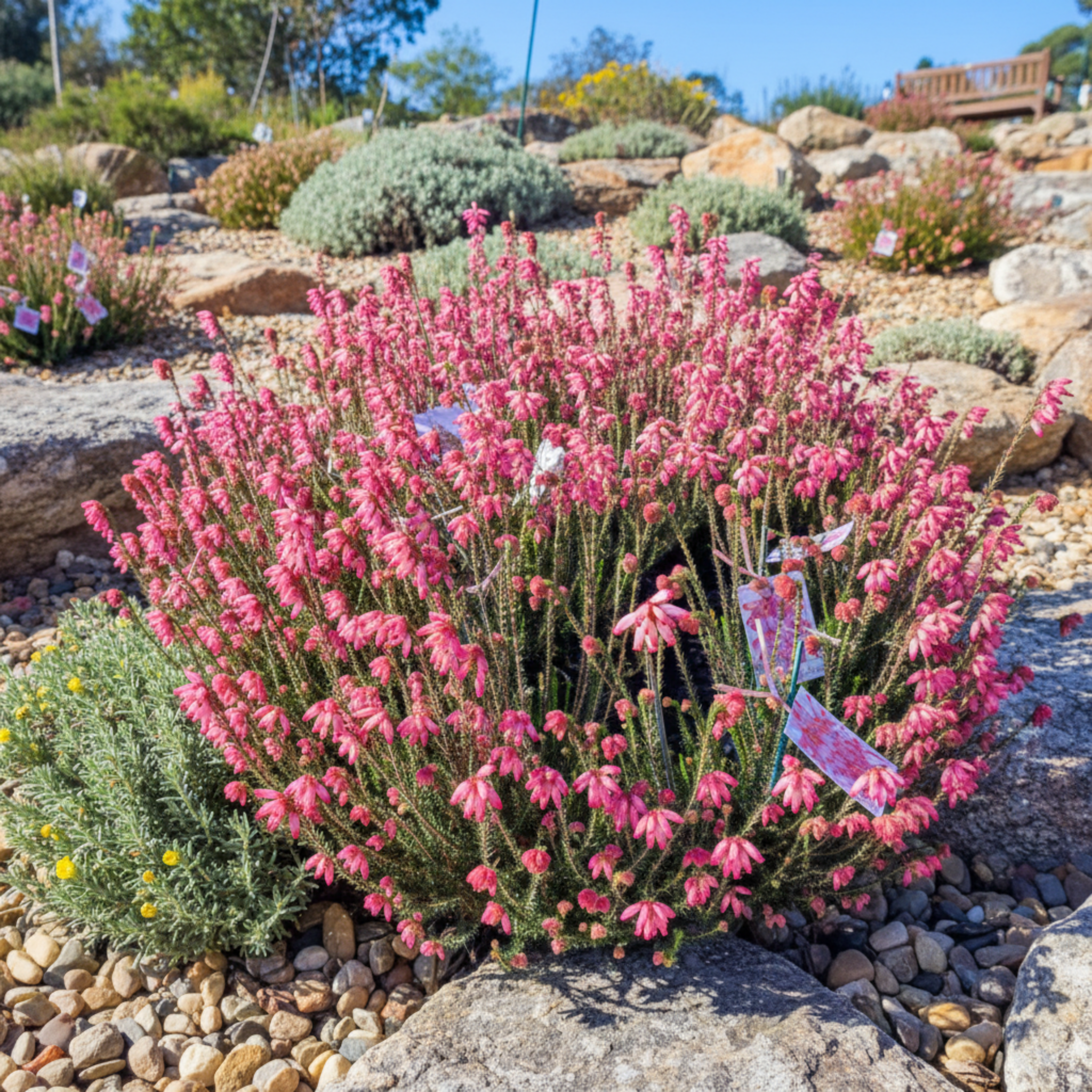 Pink Fire Erica - Erica cerinthoides