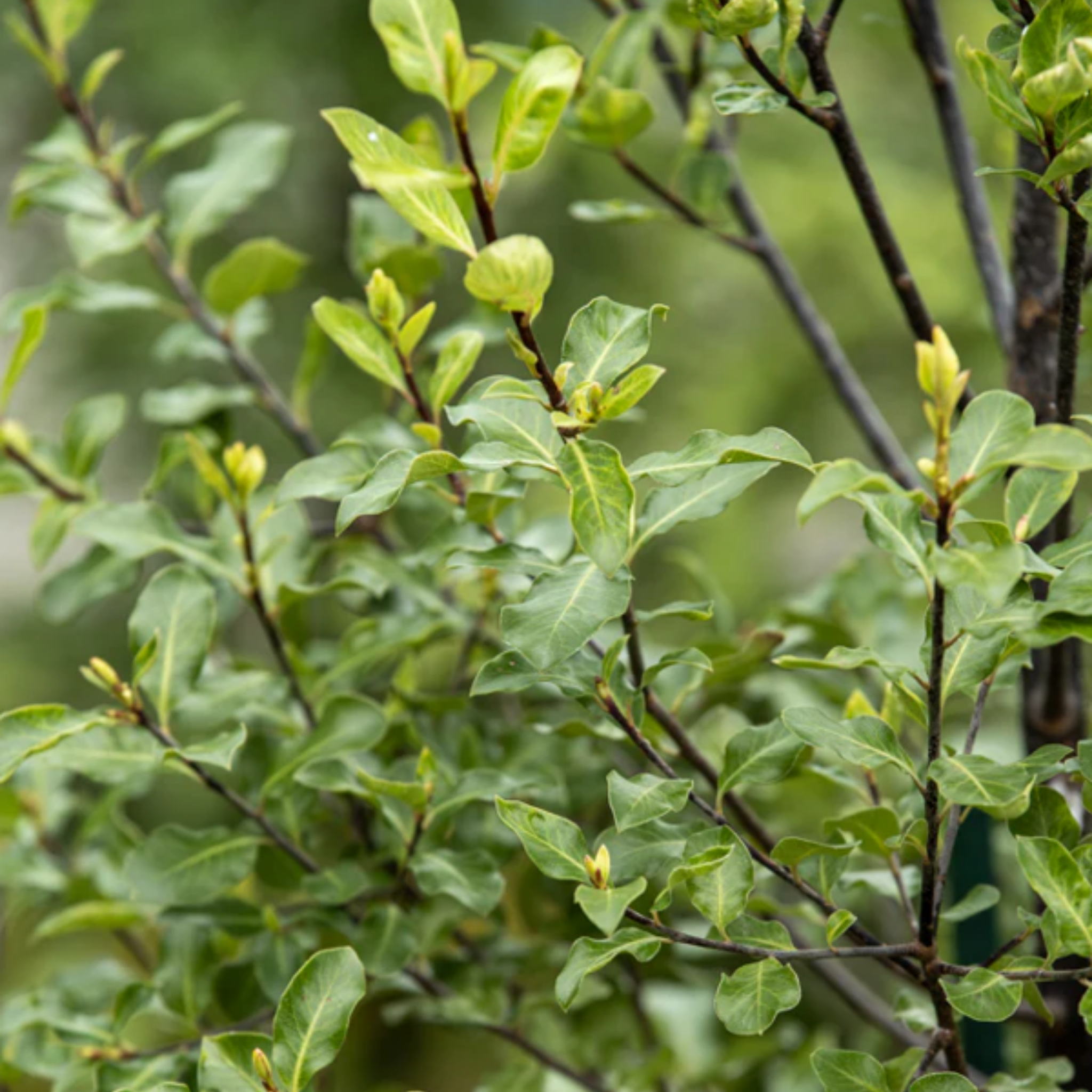 Pittosporum Screenmaster | Pittosporum tenuifolium Screen Master