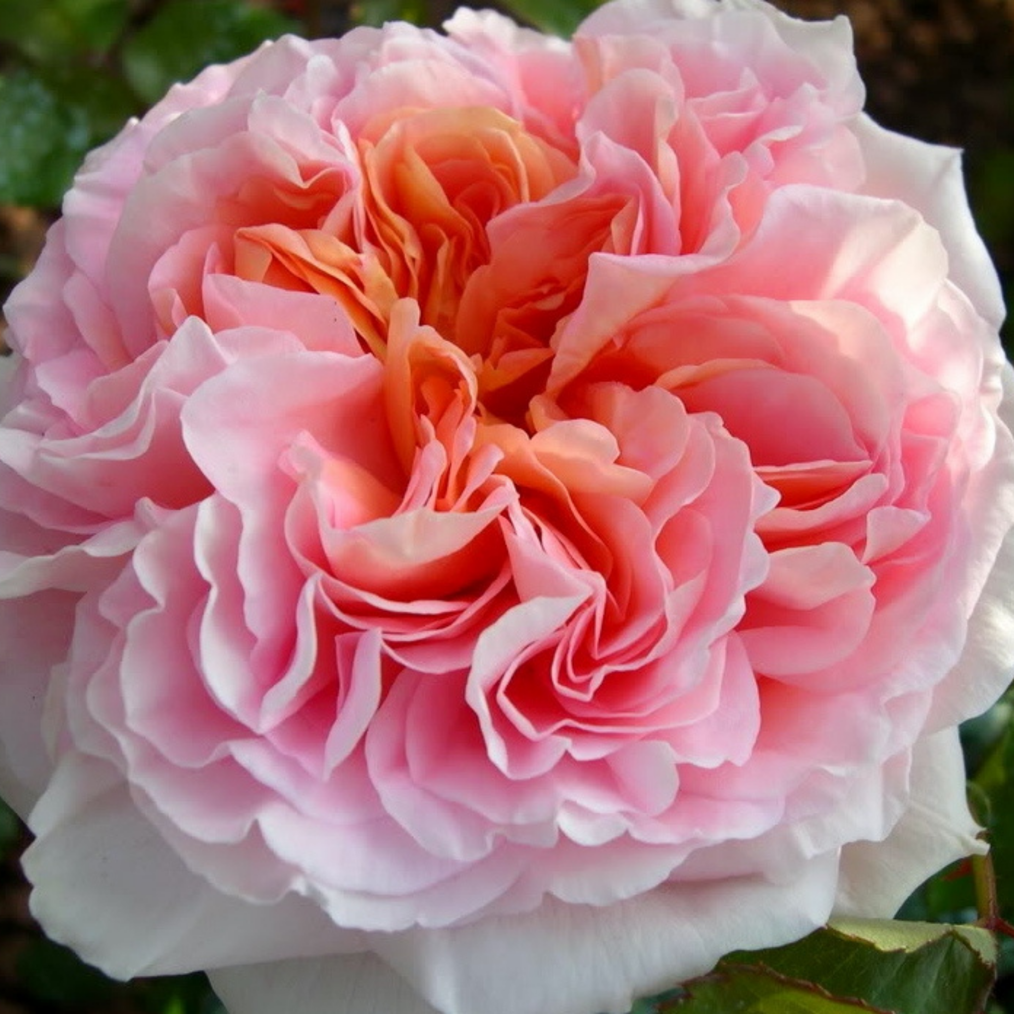 David Austin English Rose - Citrus hystrix 'Pipsqueak'