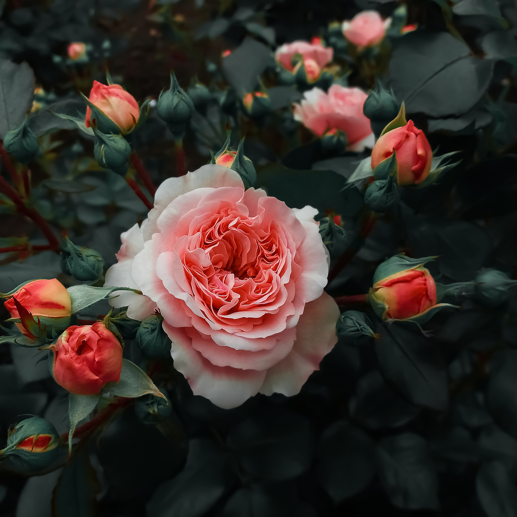 David Austin English Rose - Citrus hystrix 'Pipsqueak'