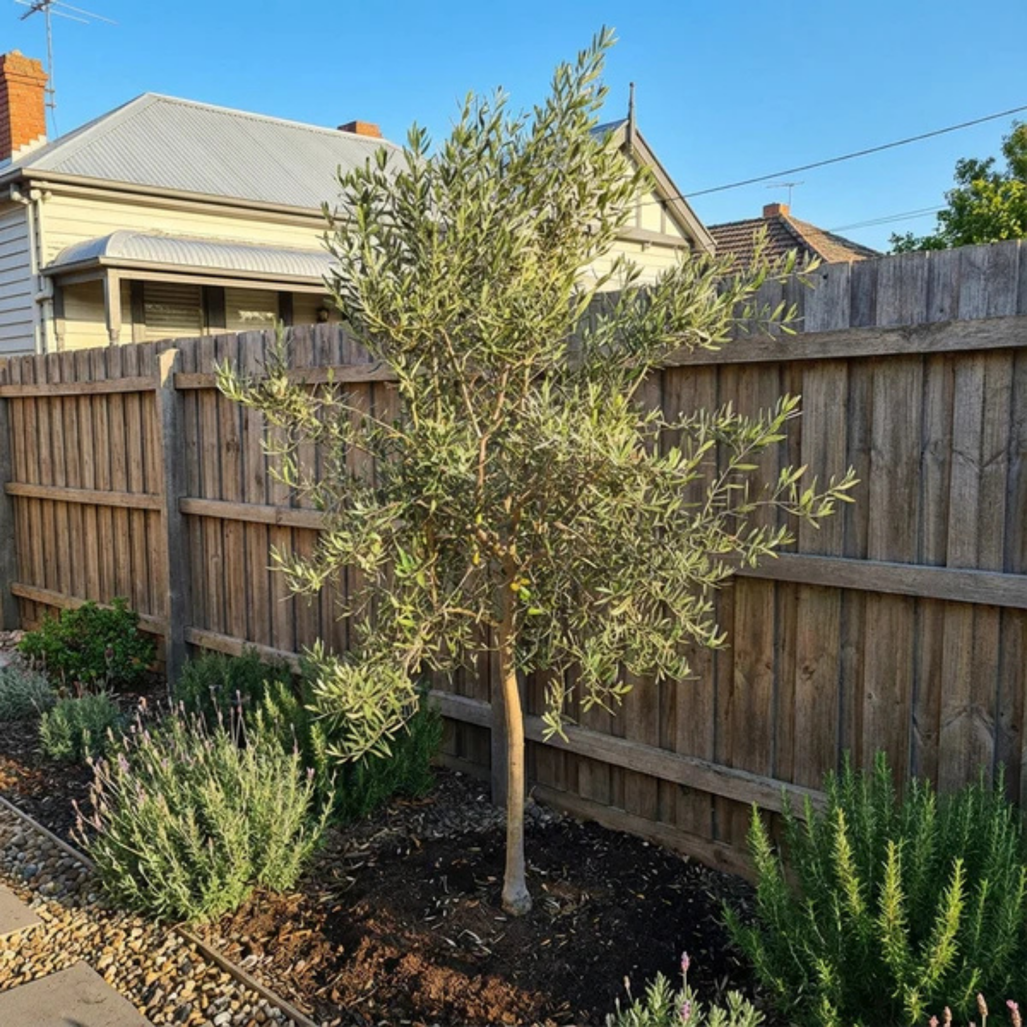 Swan Hill Olive Tree - Olea europaea Swan Hill (non-fruiting tree)