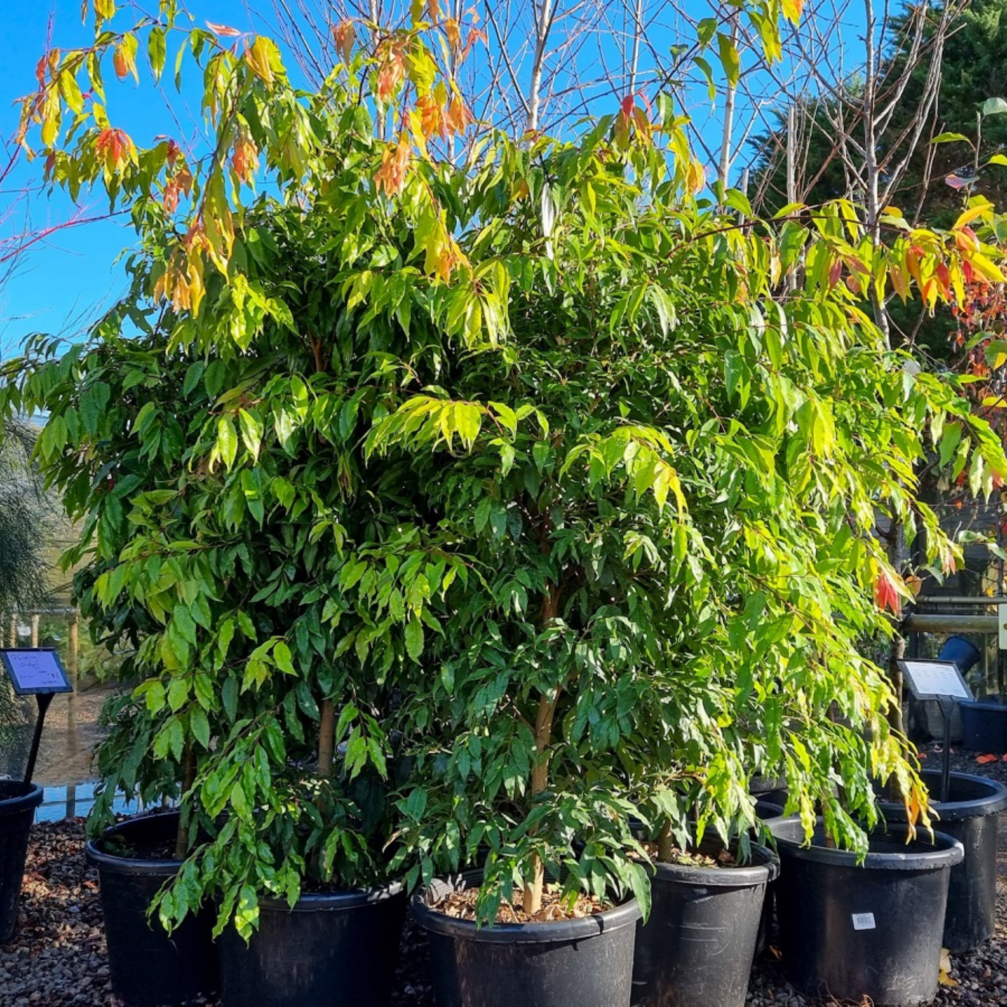Large potted plant with green leaves in a garden setting