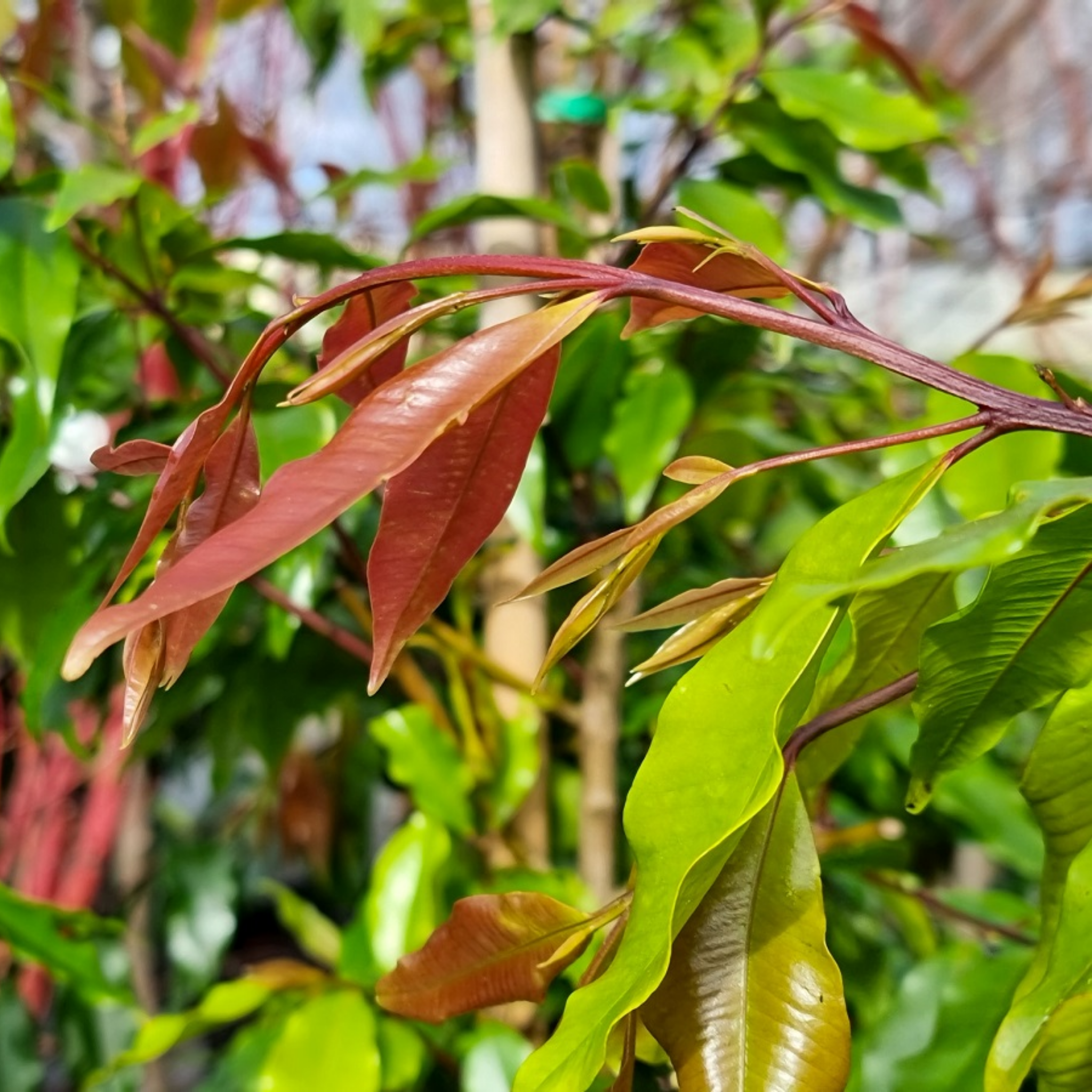 Close-up of a branch with red and green leaves in a natural setting