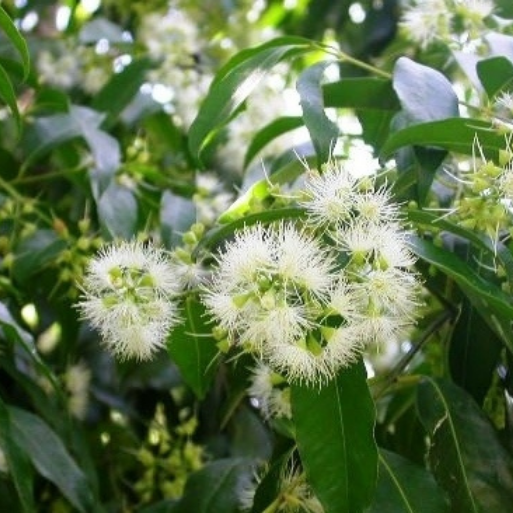 Floral and leafy plant with white flowers and green leaves