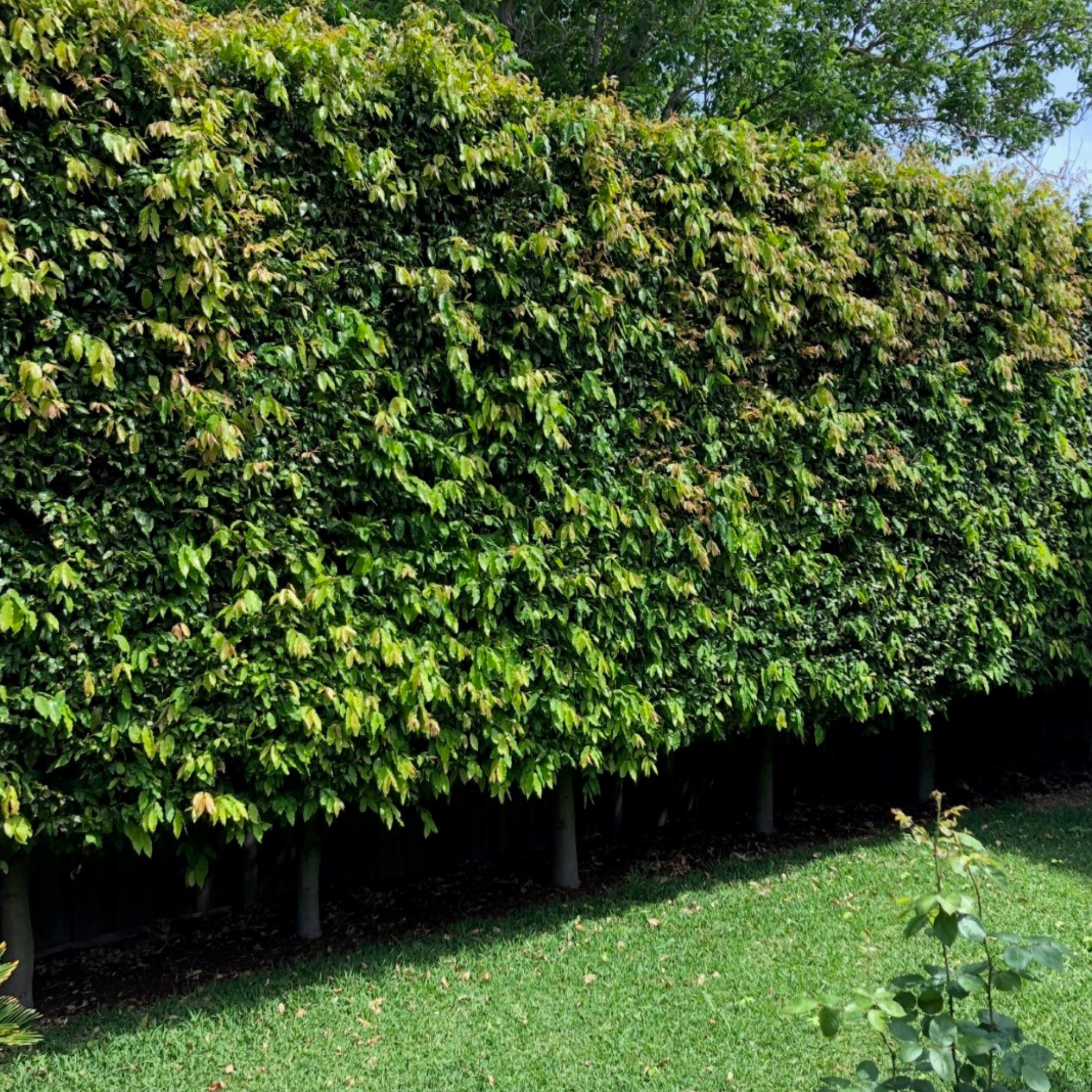 Row of green shrubs or small trees in a garden setting