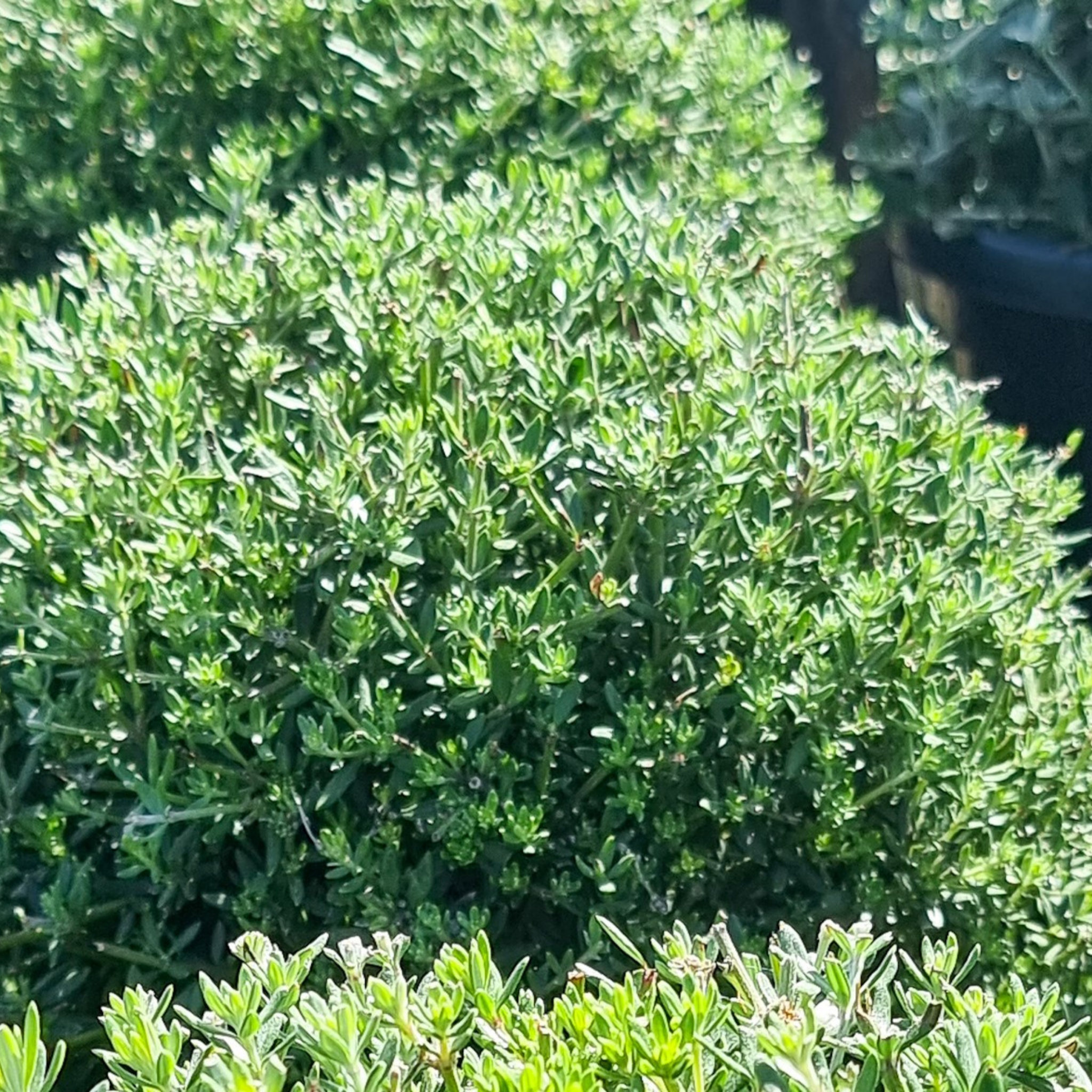 Close-up of a green bush with a blurred background