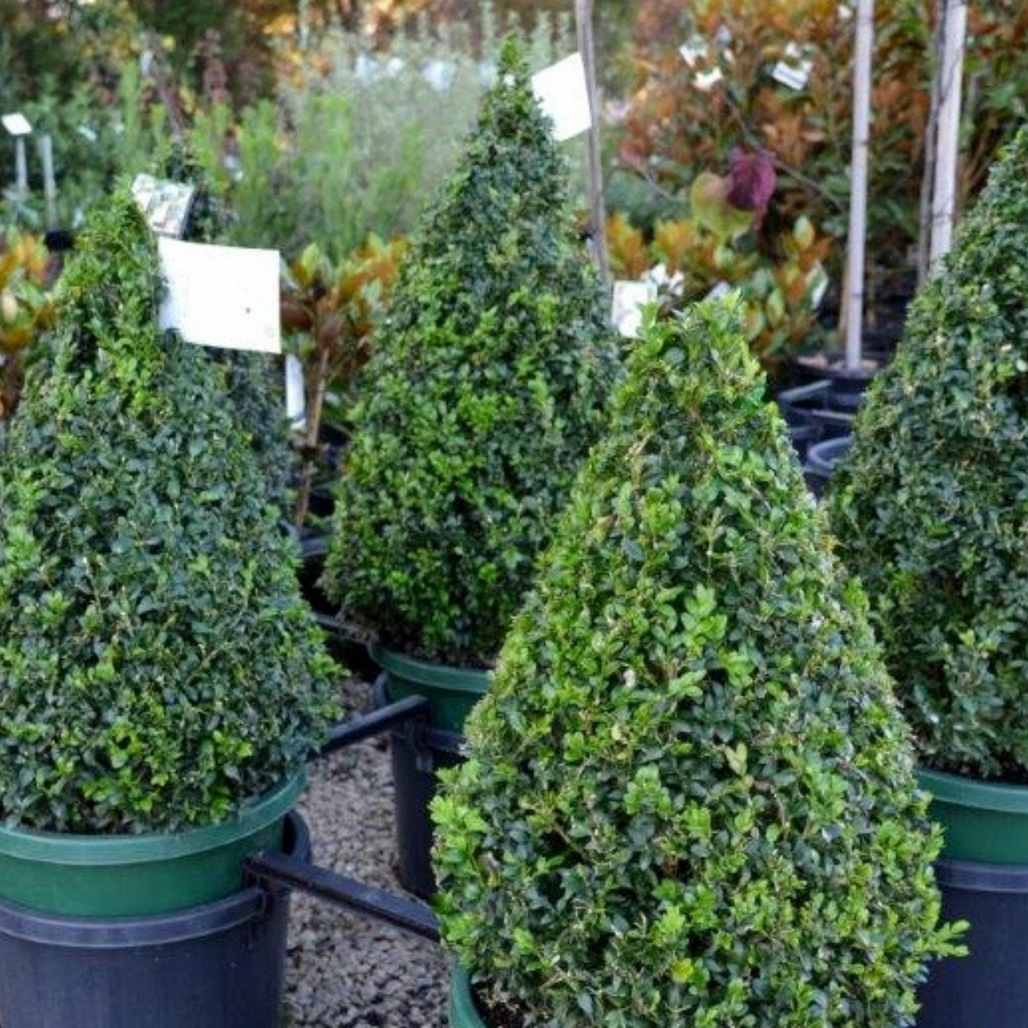 How To Plant A Native Tree