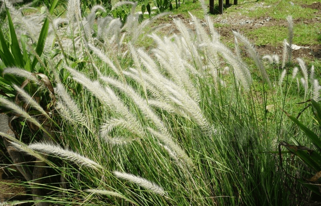 Grasses, Strappy & Tufting