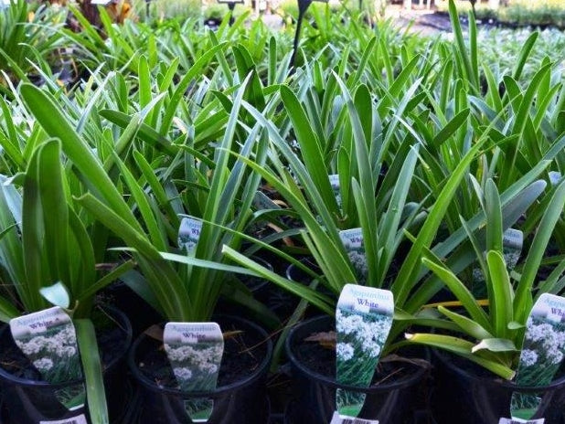 White Agapanthus - Lily of the Nile, African Lily