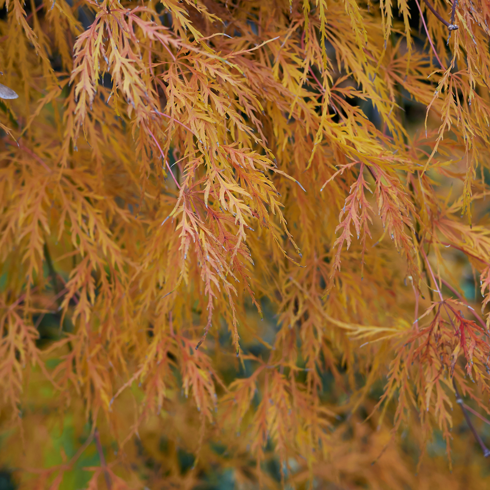 Weeping Japanese Maple Atropurpureum - Acer palmatum Dissectum Atropurpureum