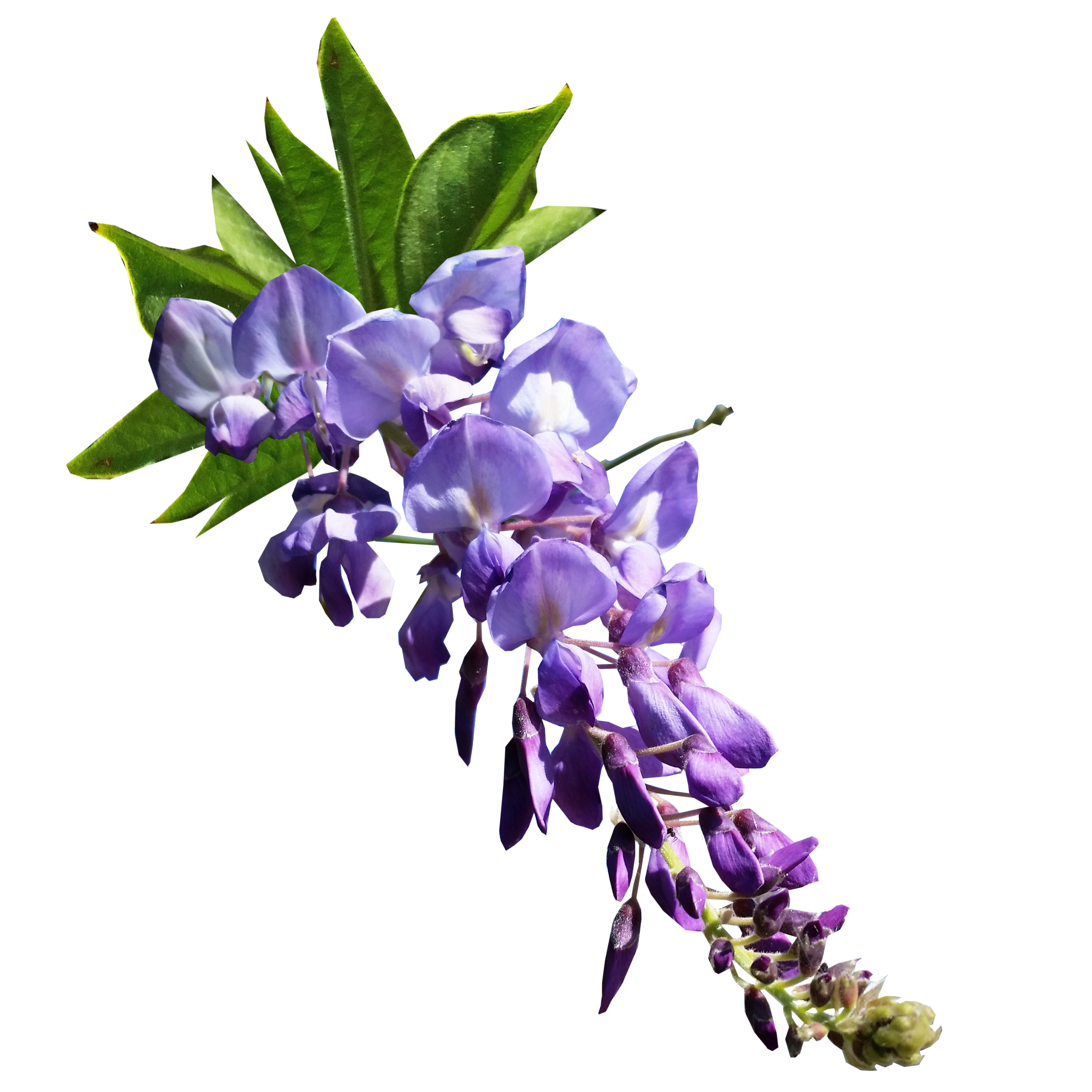 Double Purple Japanese Wisteria - Wisteria floribunda Violacea Plena