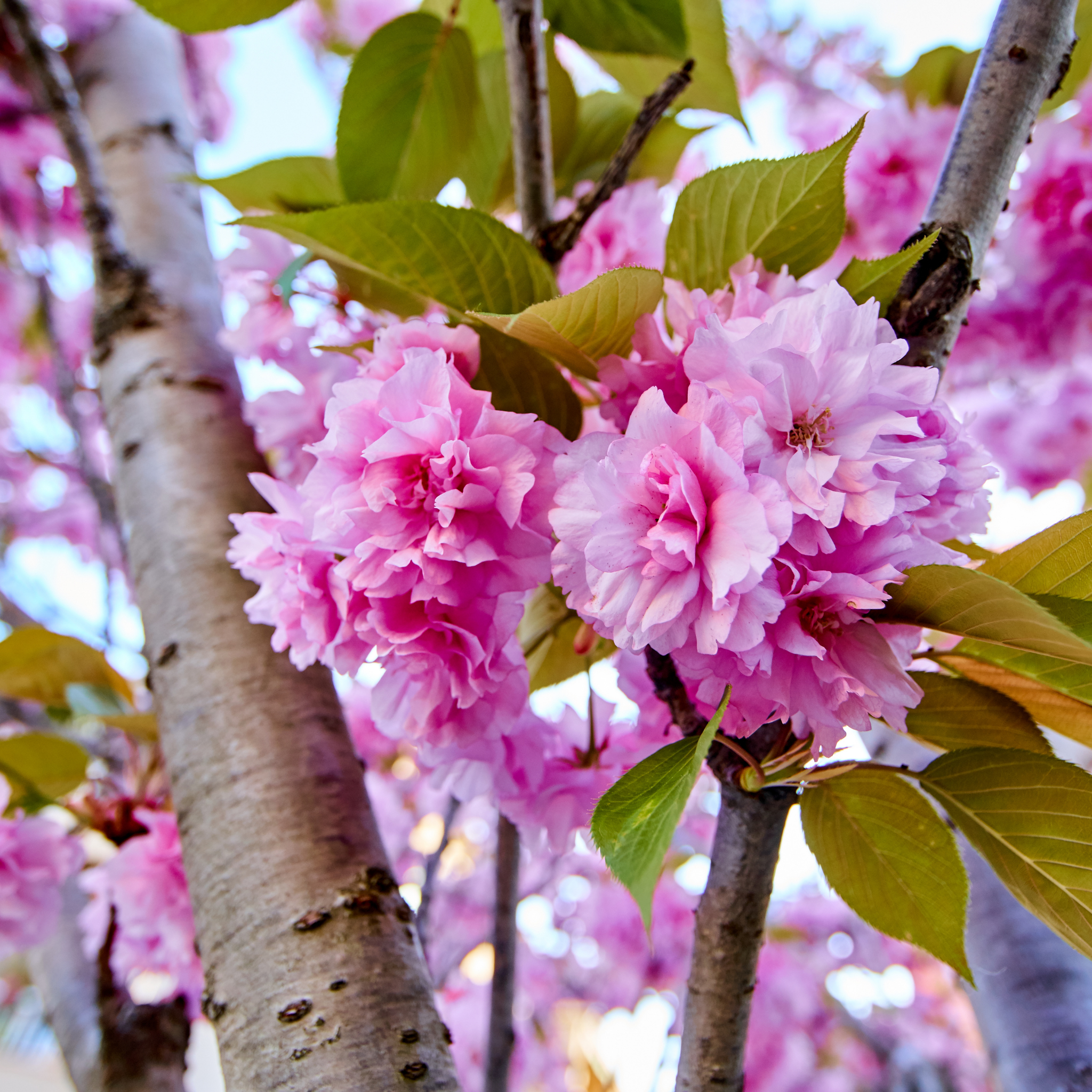 Japanese Flowering Ornamental Cherry - Prunus serrulata 'Kanzan'