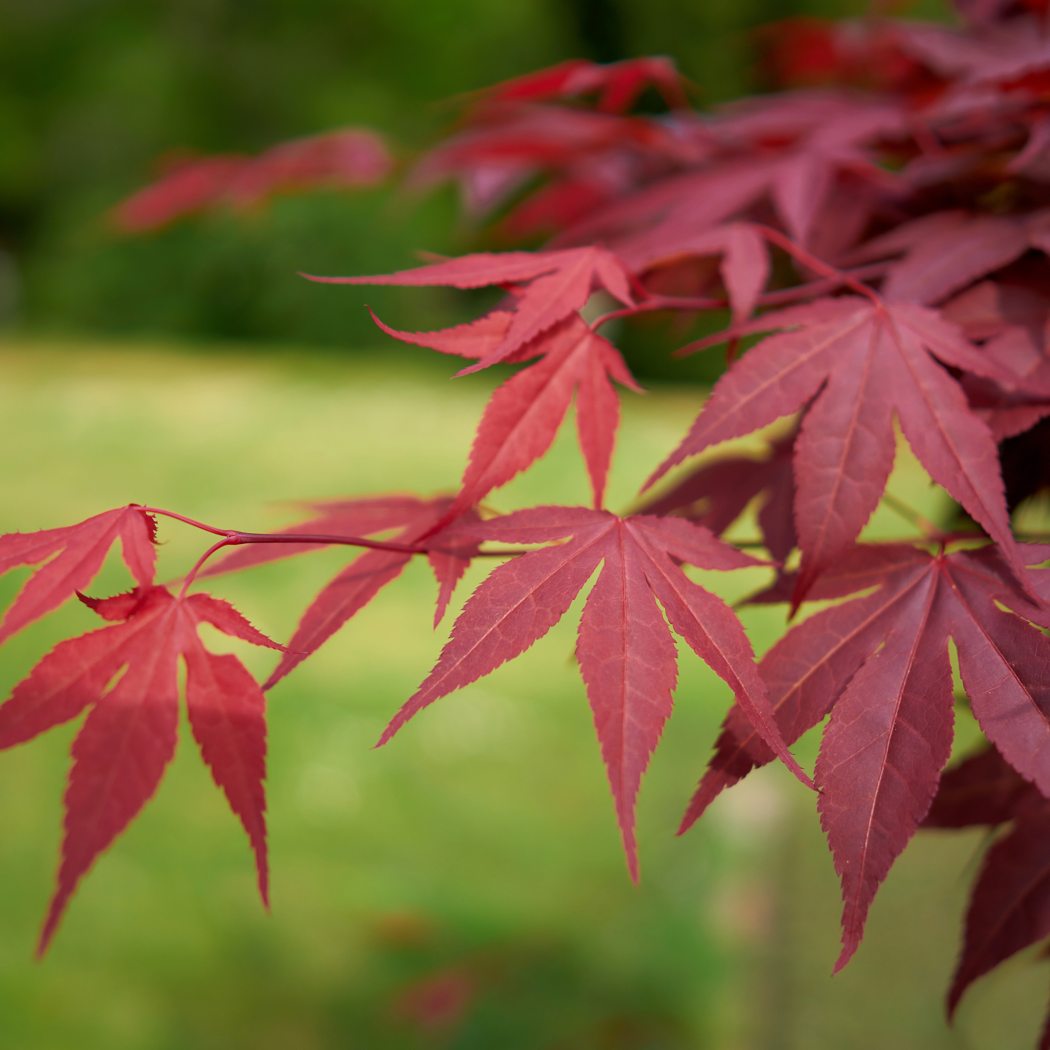 Close-up of red maple leaves with a blurred green background
