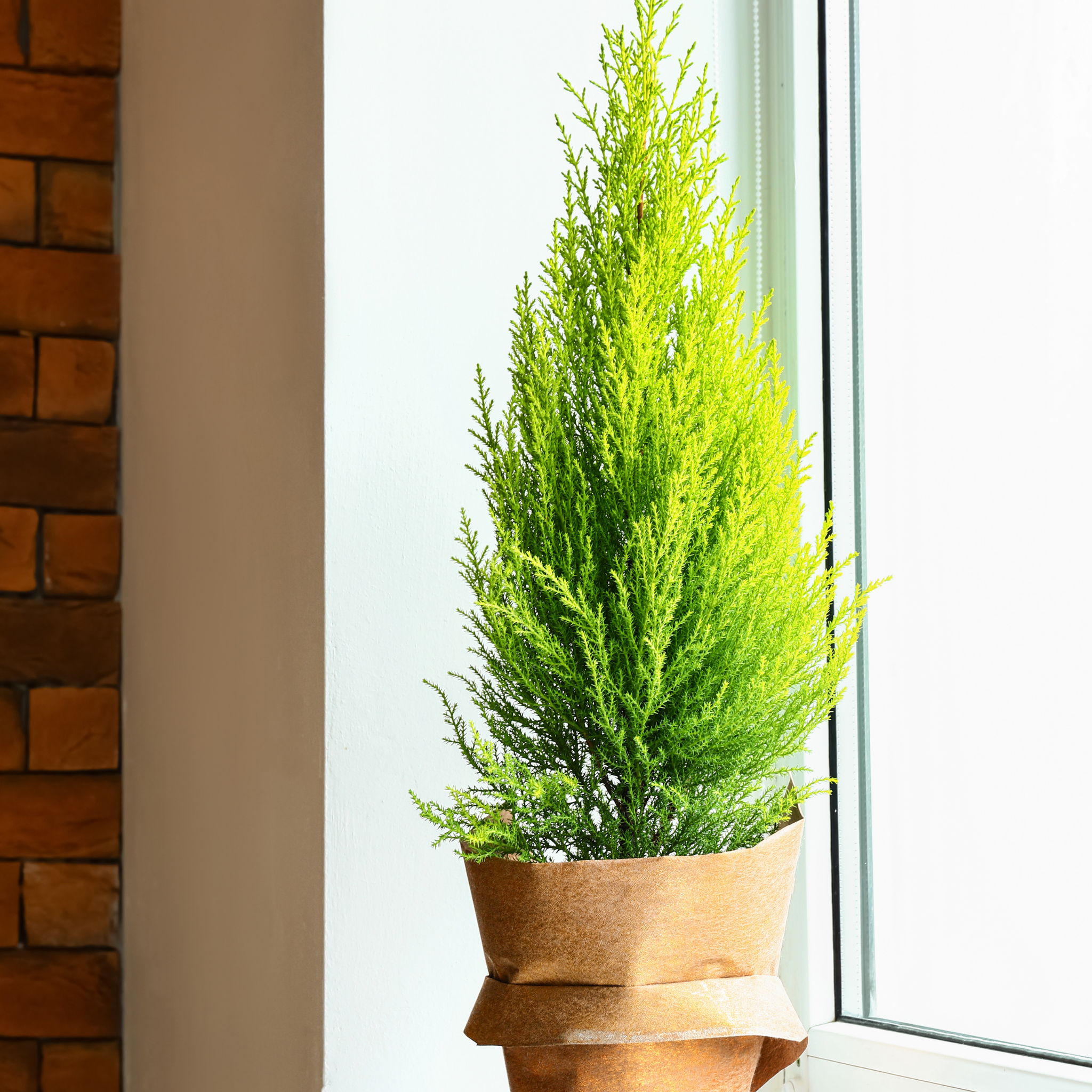 Lemon Cypress - Cupressus macrocarpa 'Lemon Scent'