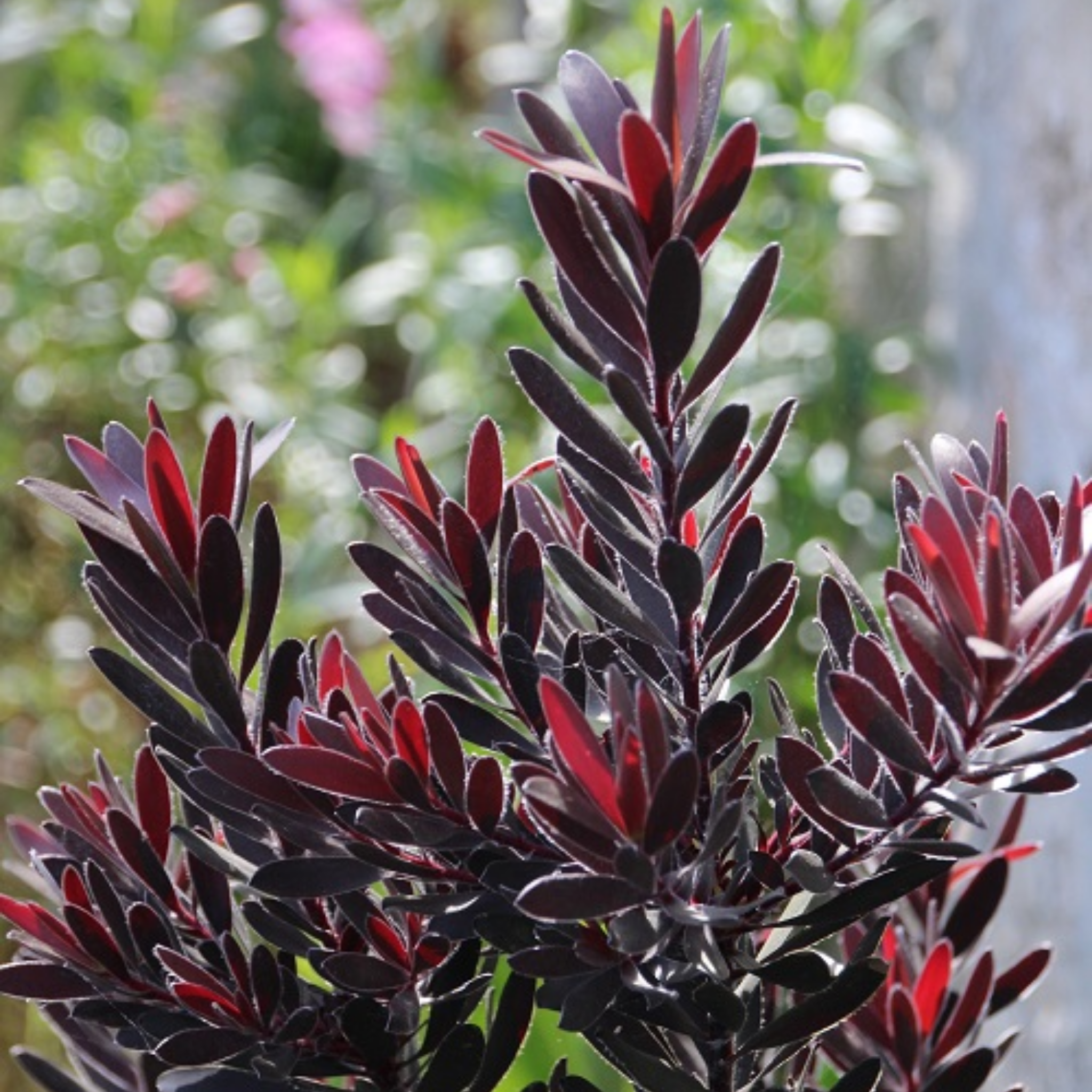 Burgundy Sunset Conebush - Leucadendron laureolum Burgundy Sunset