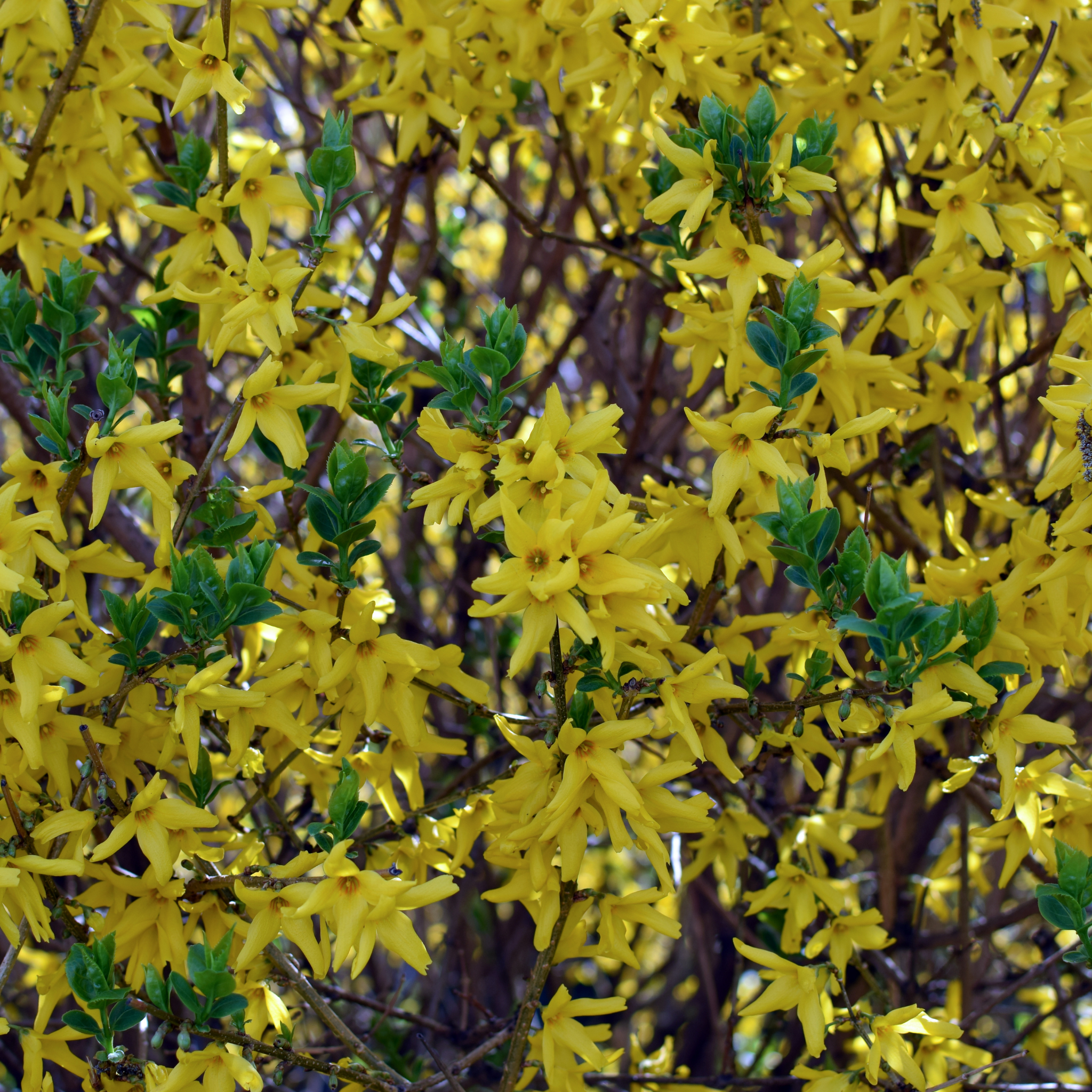 Border Forsythia - Forsythia intermedia Beatrix Farrand