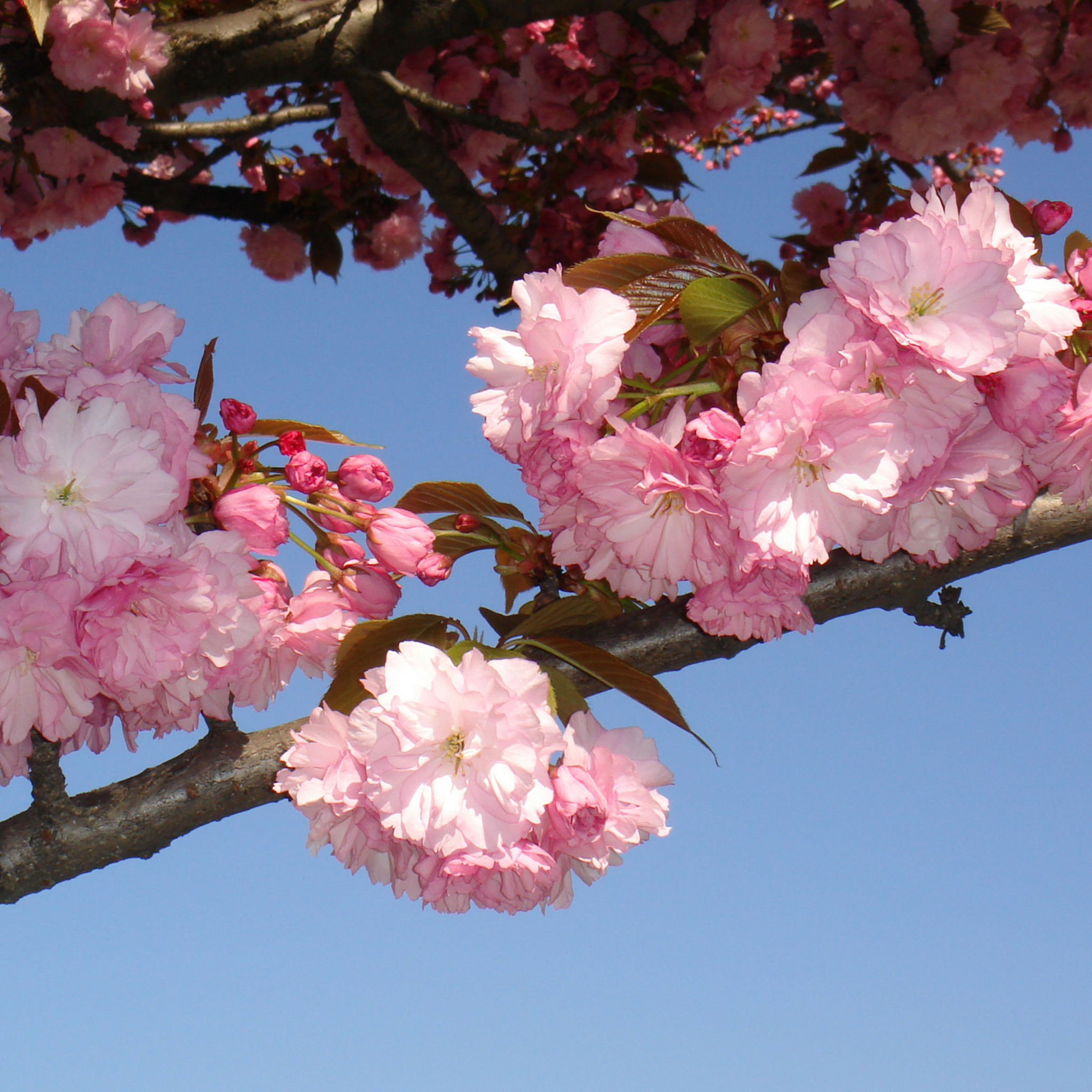 Pink cherry blossoms on a branch against a clear blue sky