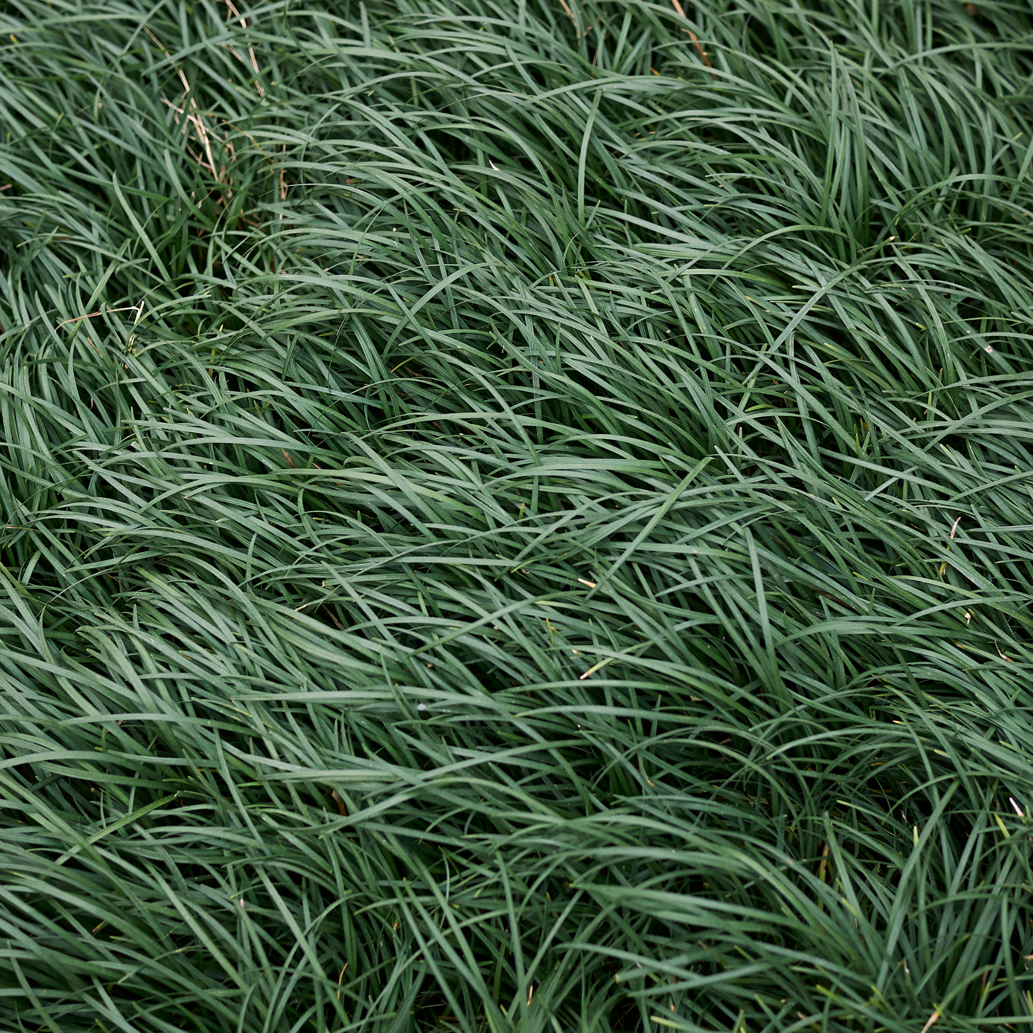 Mondo Grass - Ophiopogon japonicus