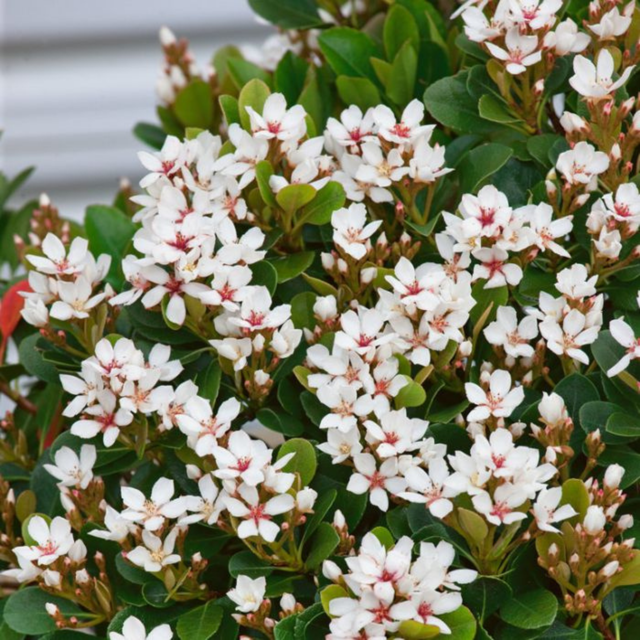Indian hawthorn Snow Maiden - Rhaphiolepis indica Snow Maiden