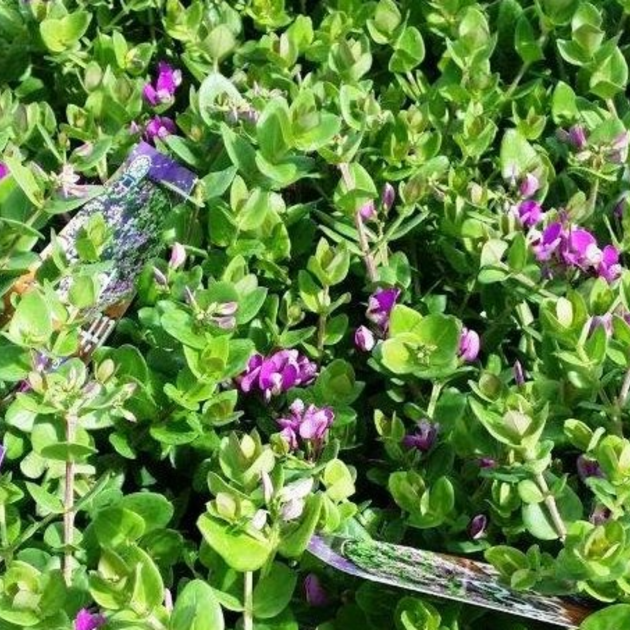 Little Polly Dwarf Sweet Pea Shrub - Polygala oppositifolia Little Polly