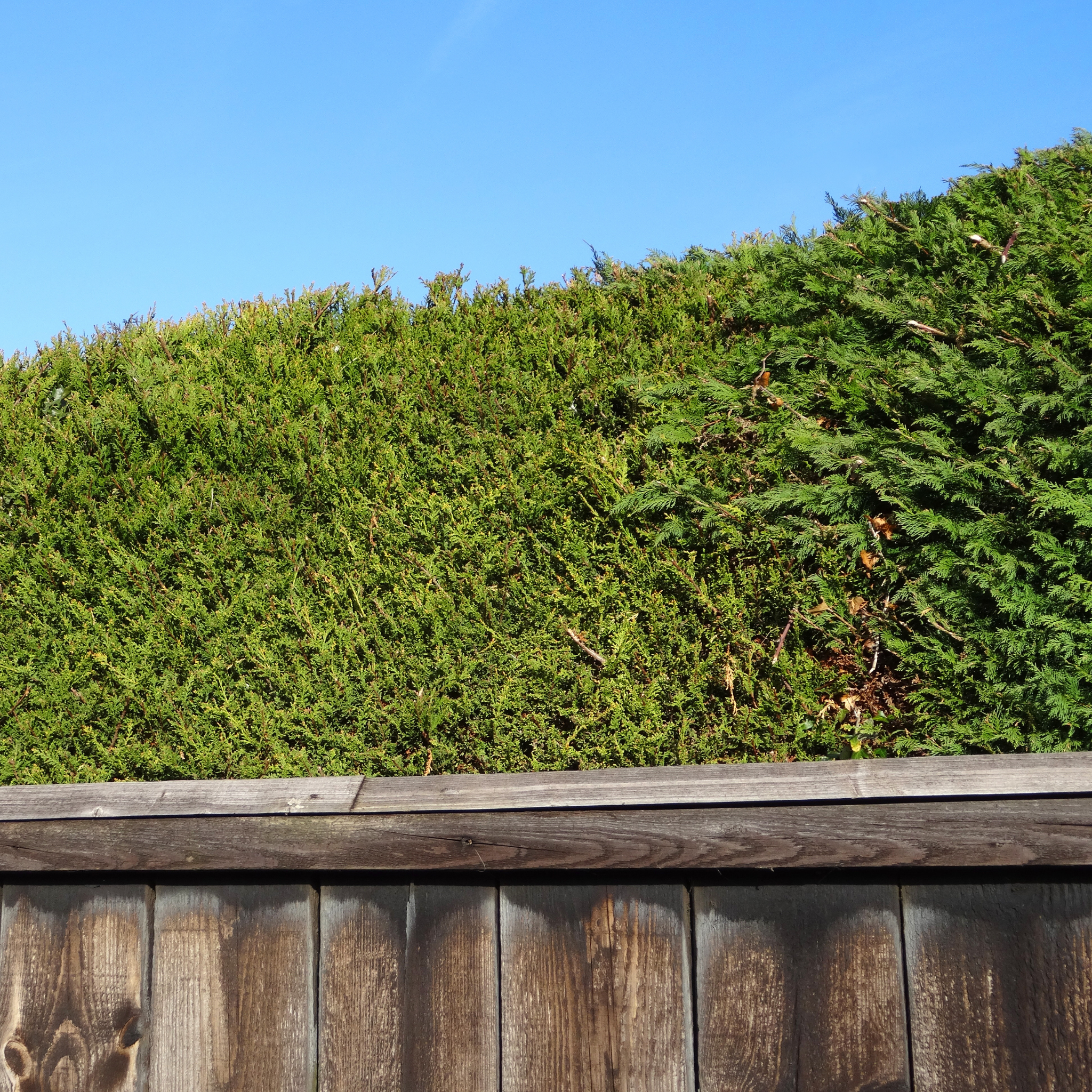 Cupressocyparis leylandii Madeline - Bettergreen Cypress