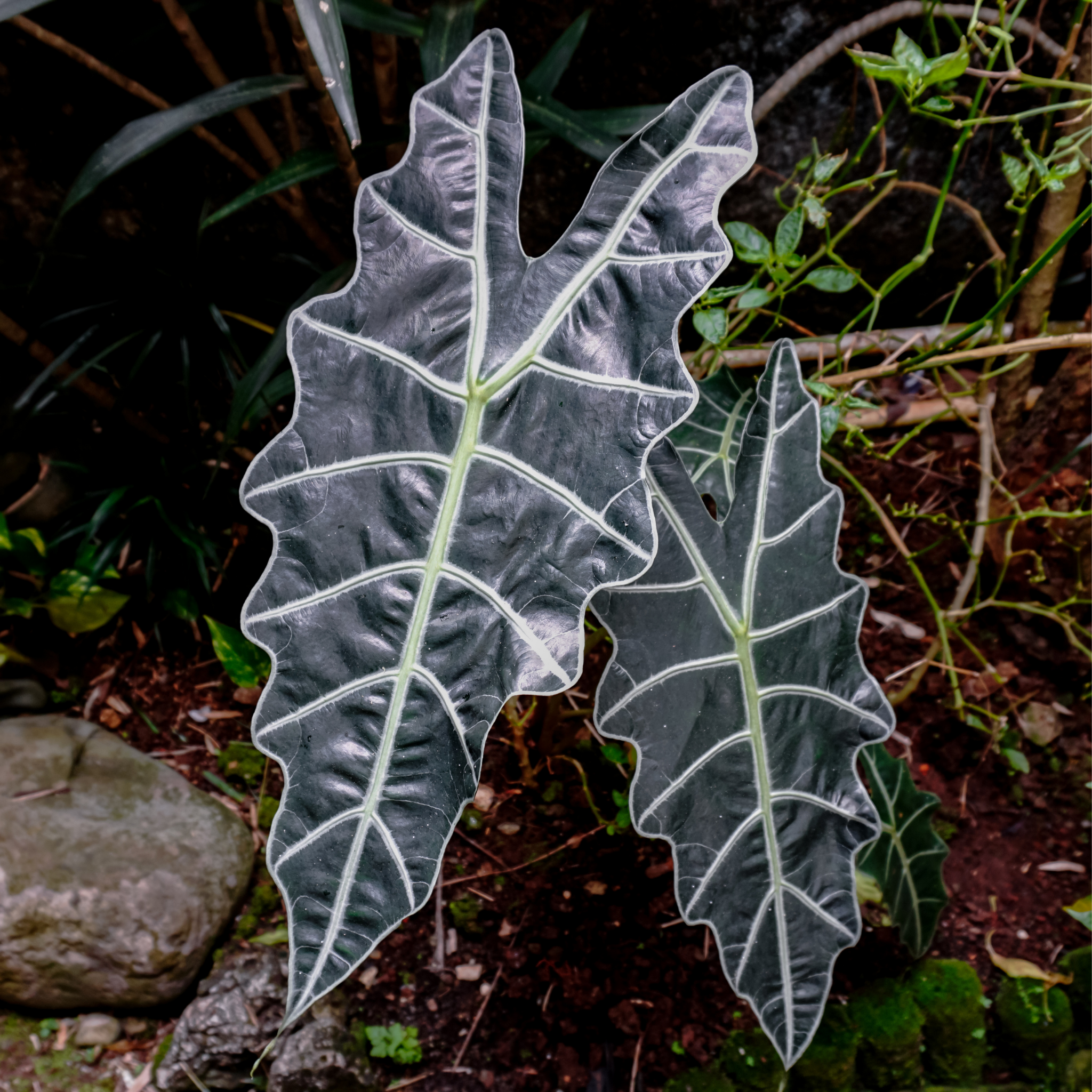 Elephants Ear - Alocasia amazonica