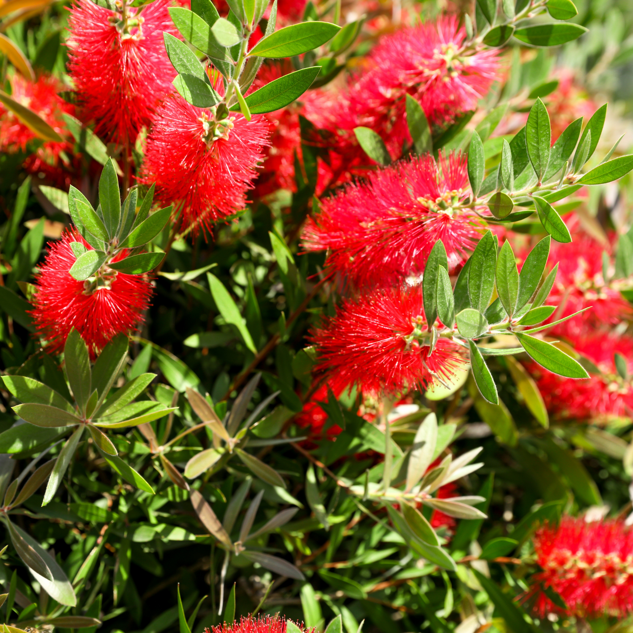 Crimson Bottlebrush - Callistemon citrinus 'Endeavour'