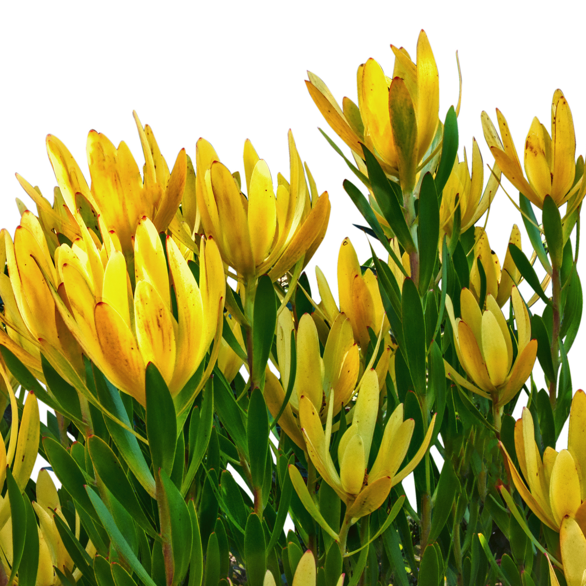 Safari Goldstrike Conebush - Leucadendron salignum Safari Goldstrike