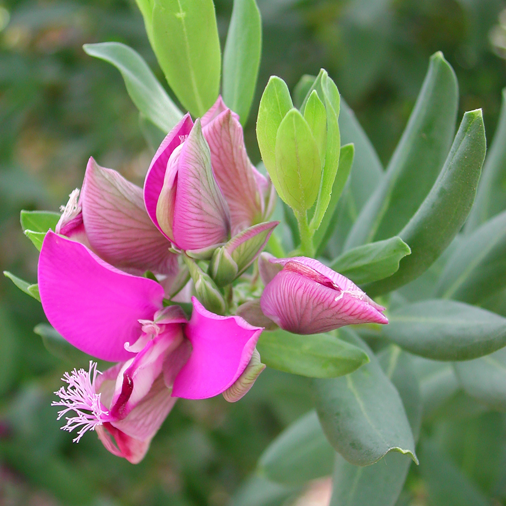 Sweet Pea Shrub - Polygala myrtiflora Grandiflora