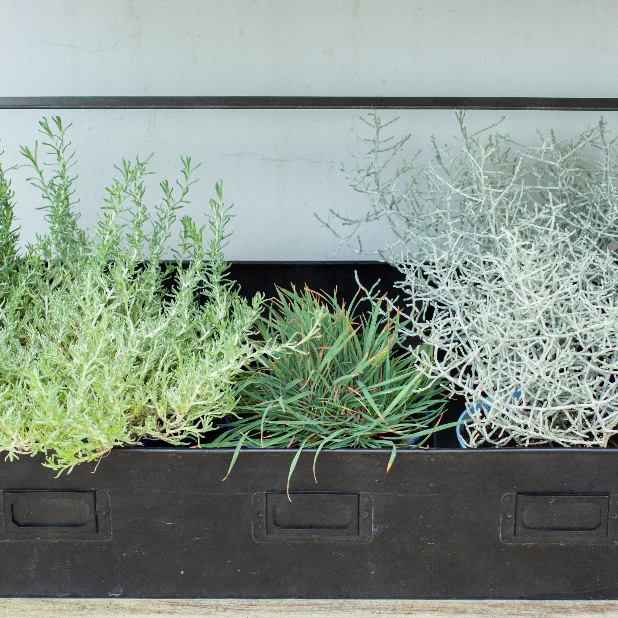 Cushion Bush Sliver Nugget - Leucophyta brownii Silver Nugget