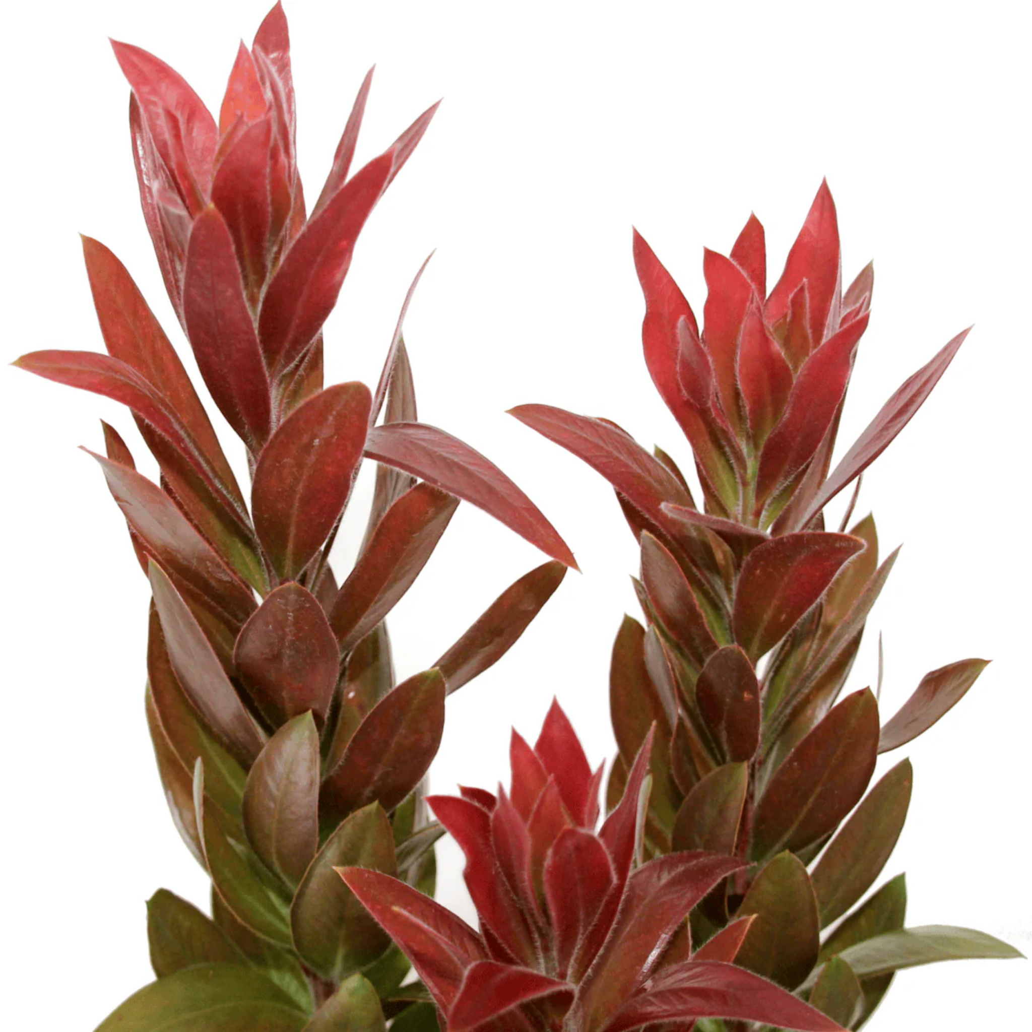 Red and green leaves on a white background