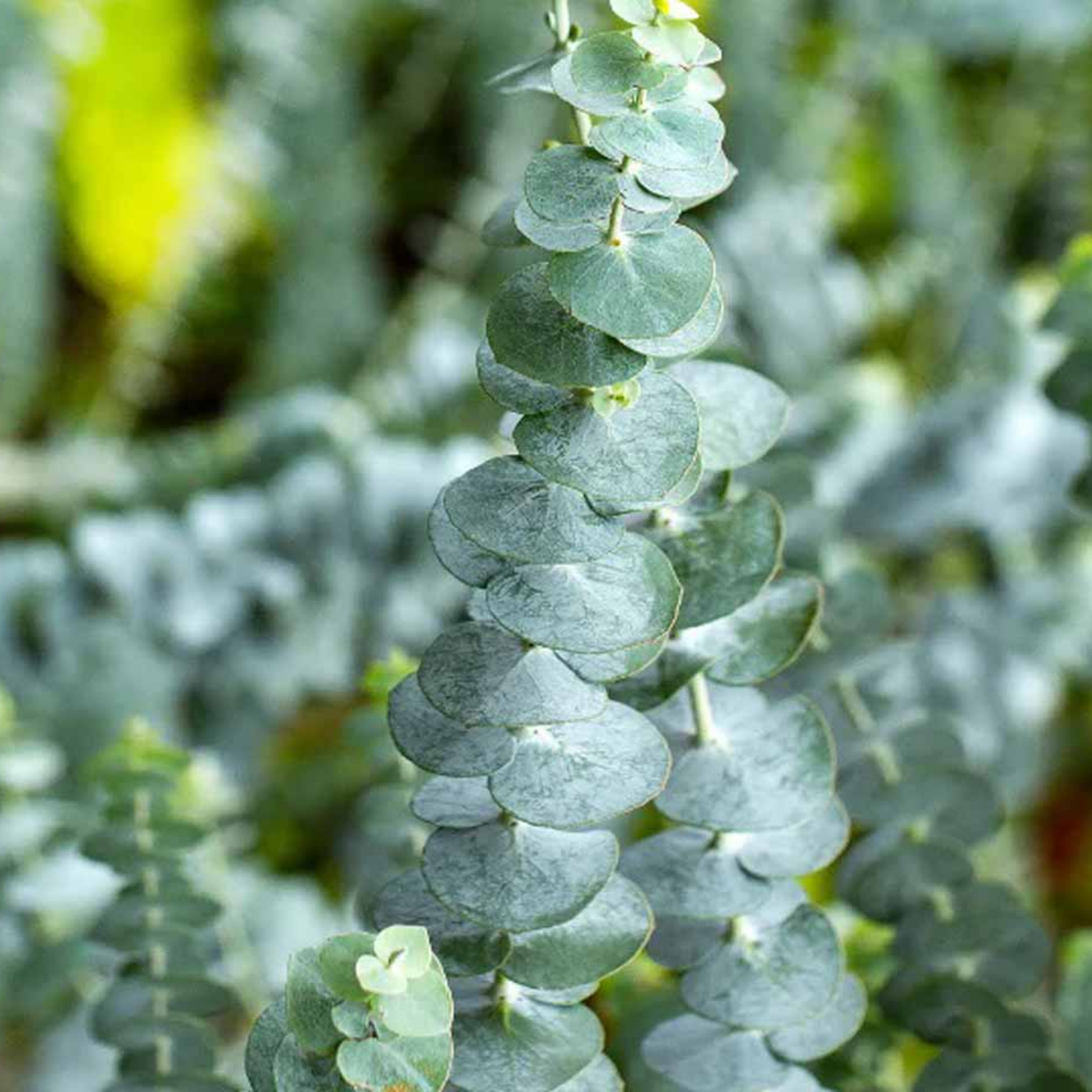 Silver Leaved Mountain Gum - Eucalyptus pulverulenta