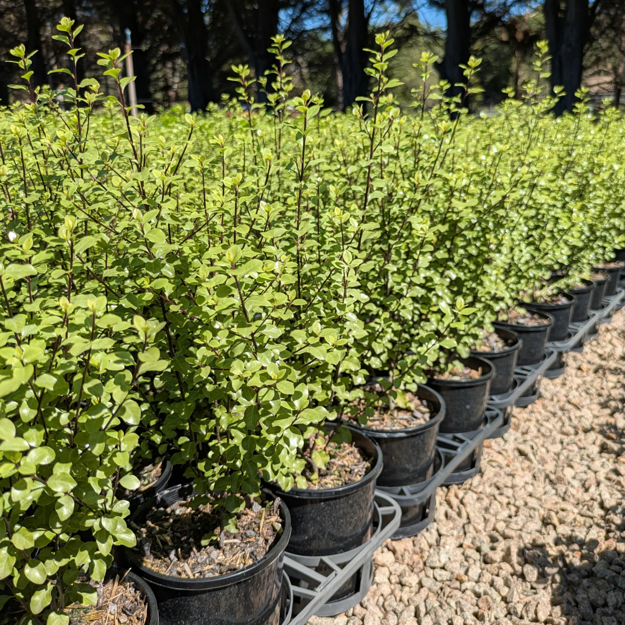 Row of potted plants in a nursery setting