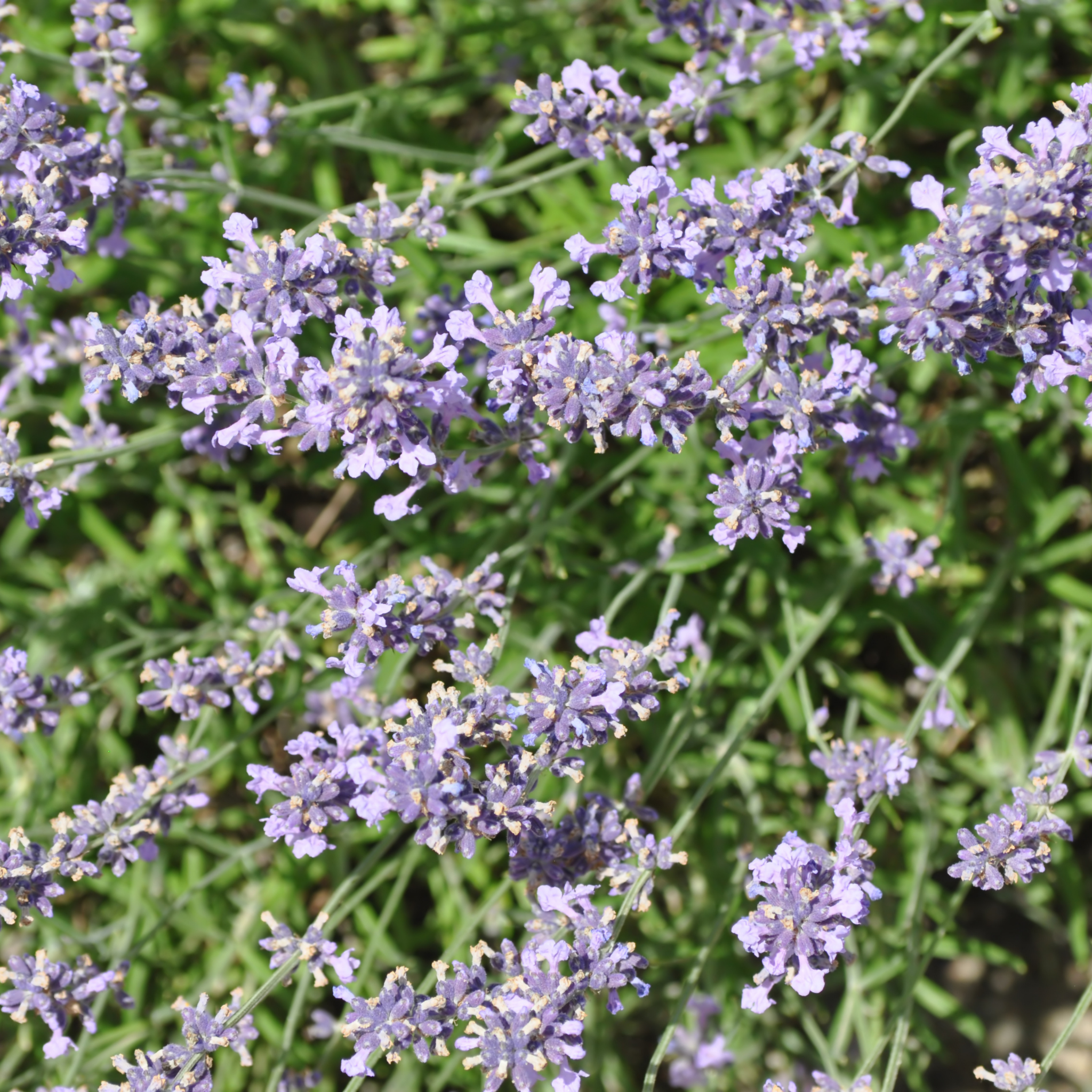 Dwarf French Lavender - Lavandula dentata La Diva Imperial