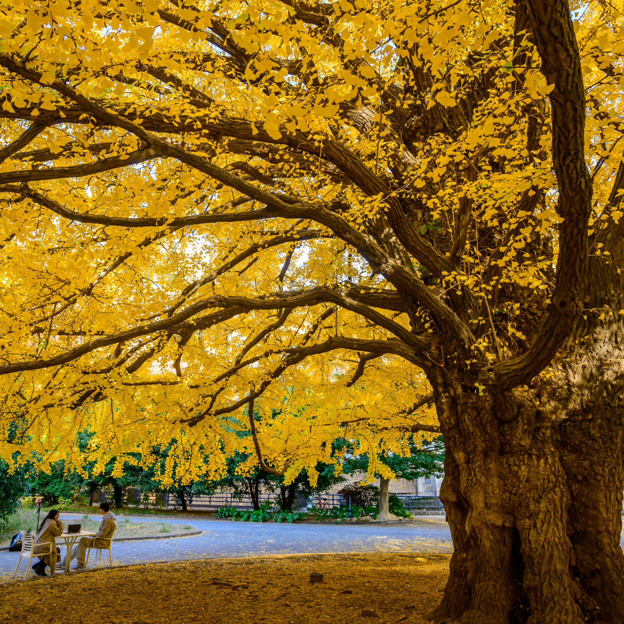 Ginkgo biloba - Maidenhair Tree Conifer