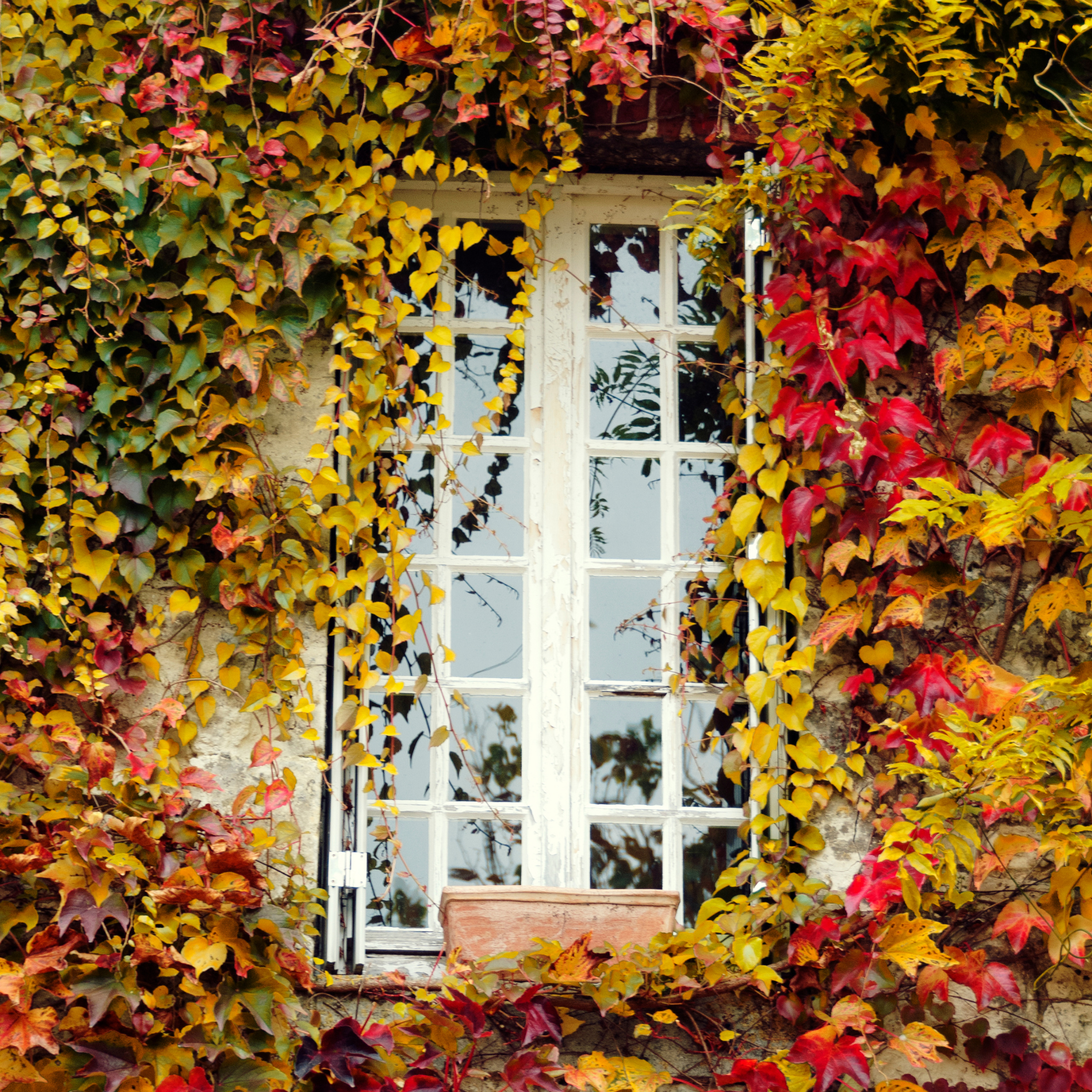 Boston Ivy - Parthenocissus tricuspidata