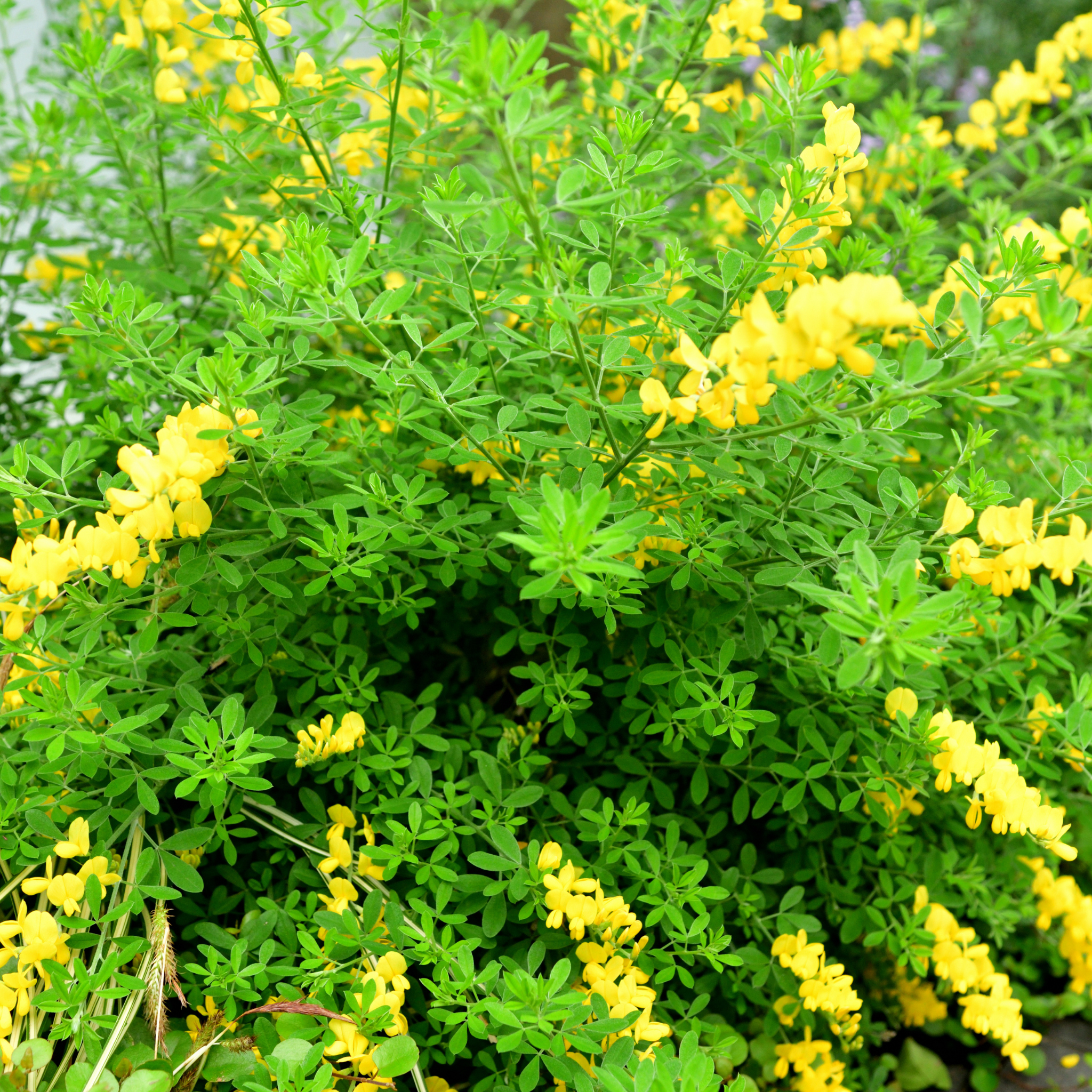 Dwarf Yellow Broom - Cytisus racemosus Nana
