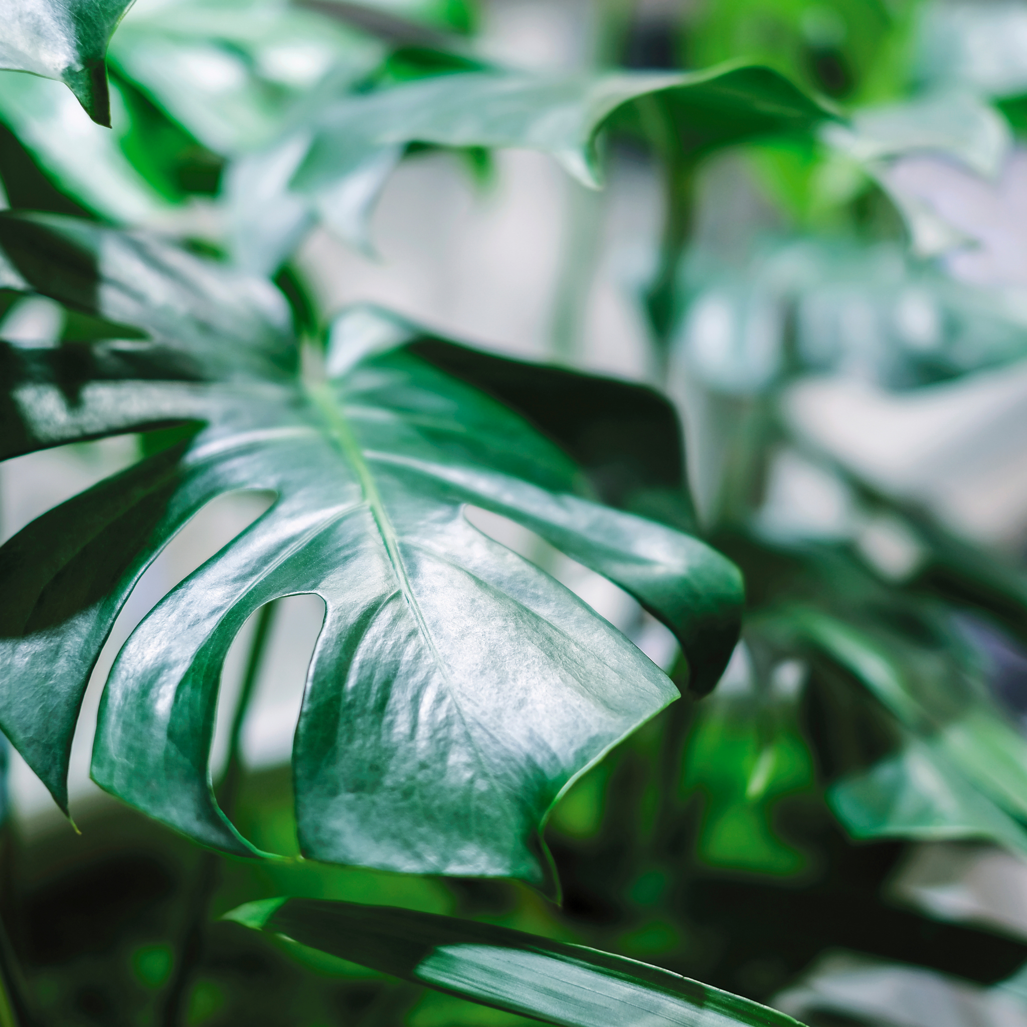 Swiss Cheese Plant - Monstera deliciosa