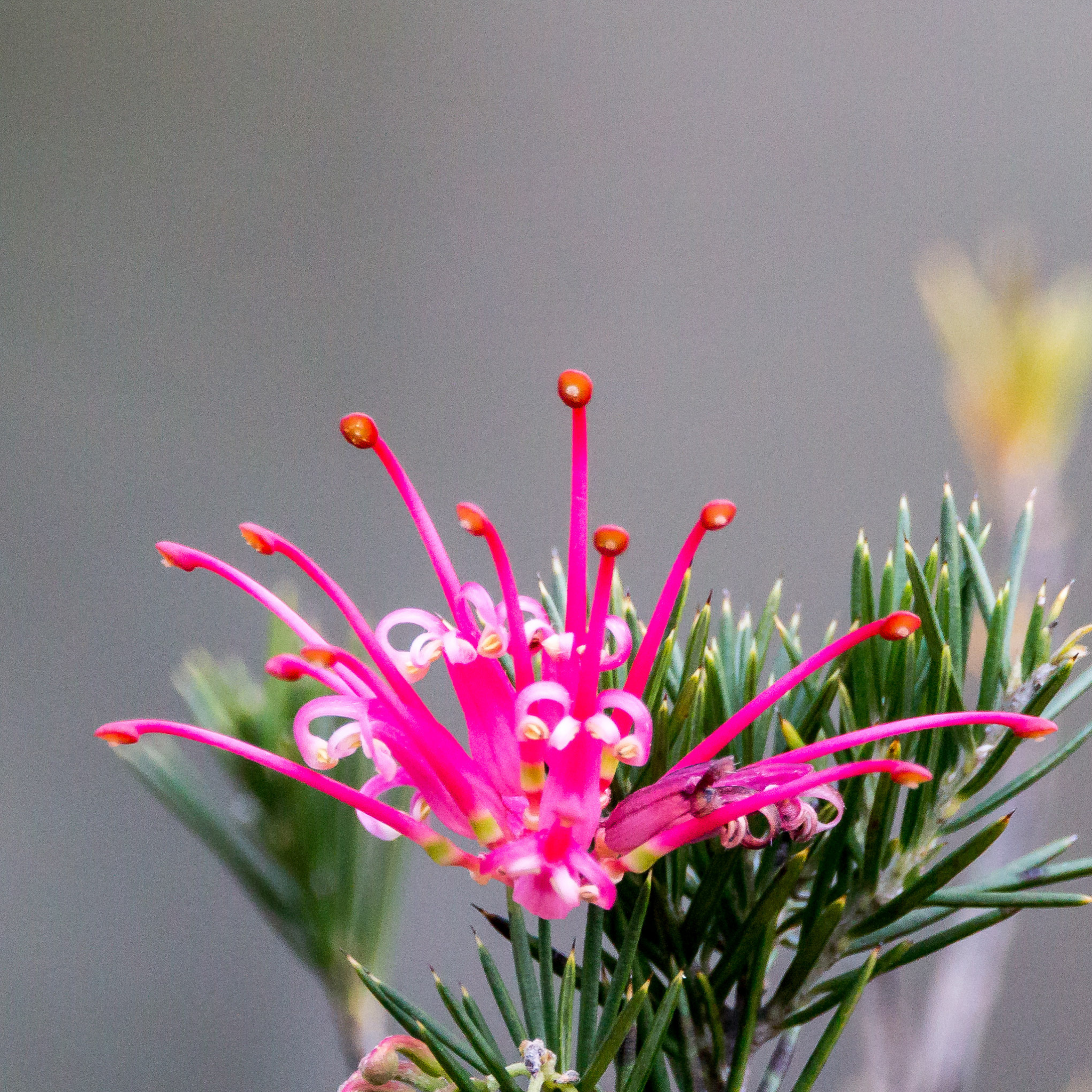 Rosemary Grevillea - Grevillea rosmarinifolia
