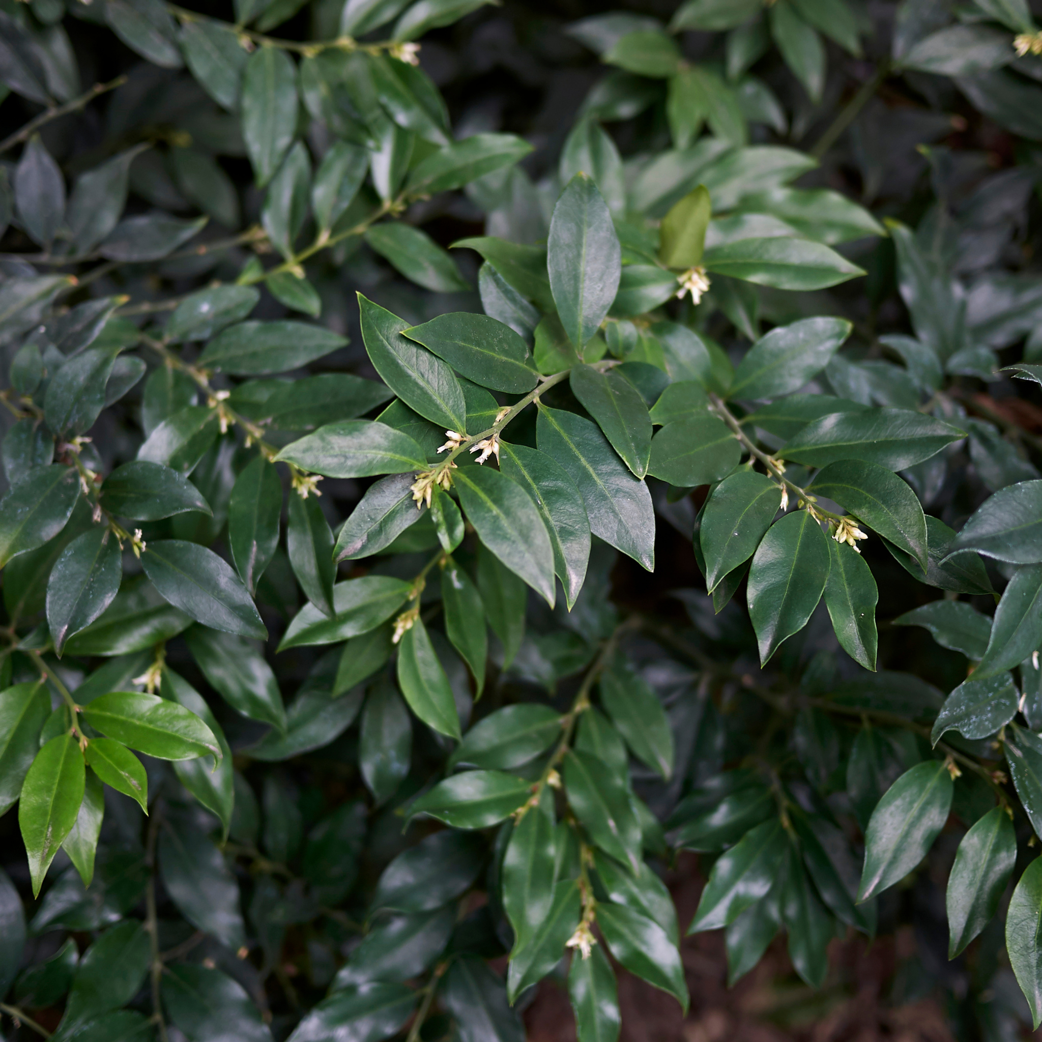 Sweetbox - Sarcococca confusa