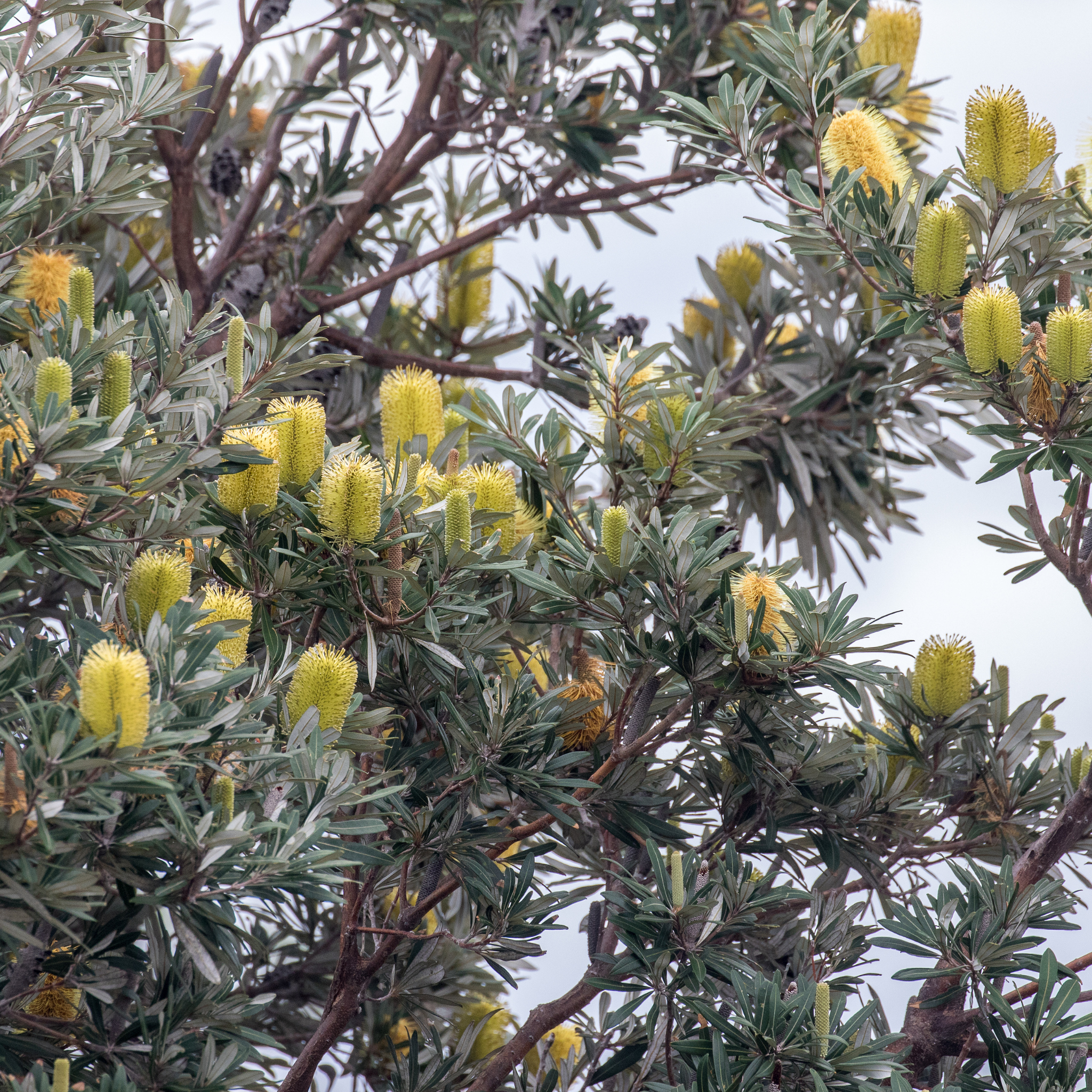 Tree with yellow bottlebrush flowers against a light blue sky