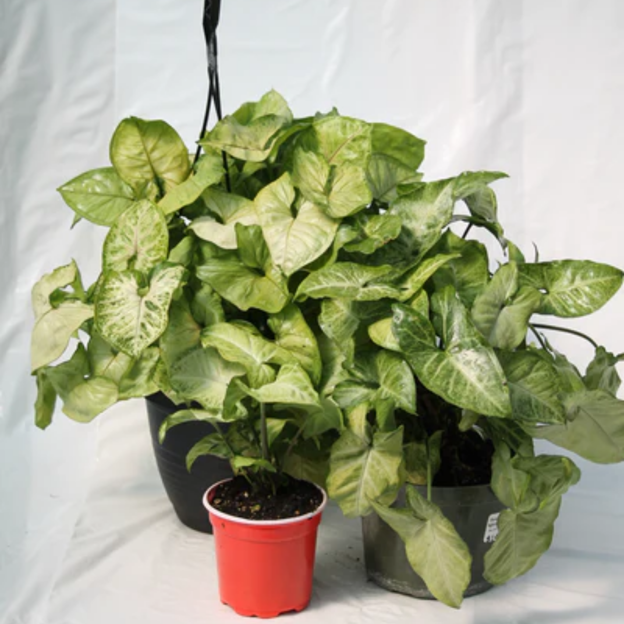 Variegated Syngonium - Syngonium podophyllum 'White Butterfly' Arrowhead Plant