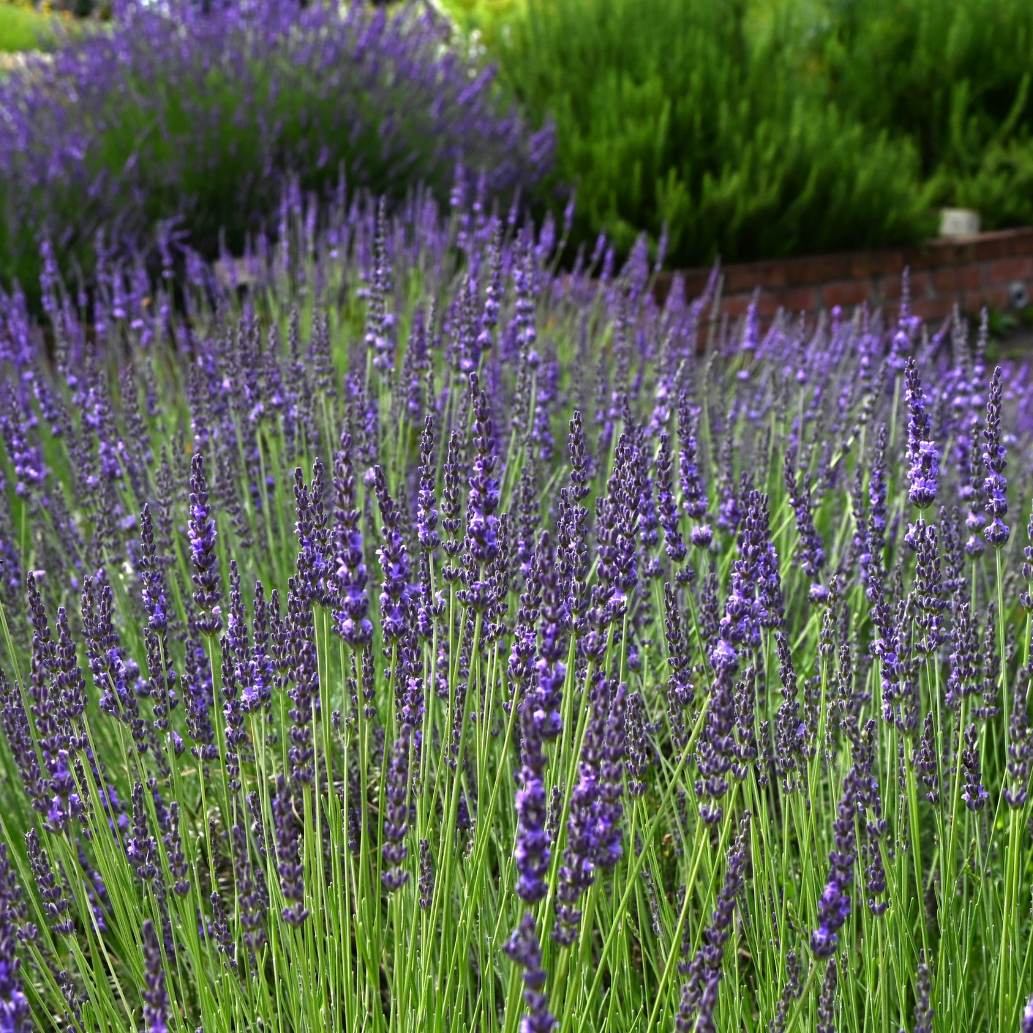 Dutch Lavender - Lavandula intermedia 'Grosso'